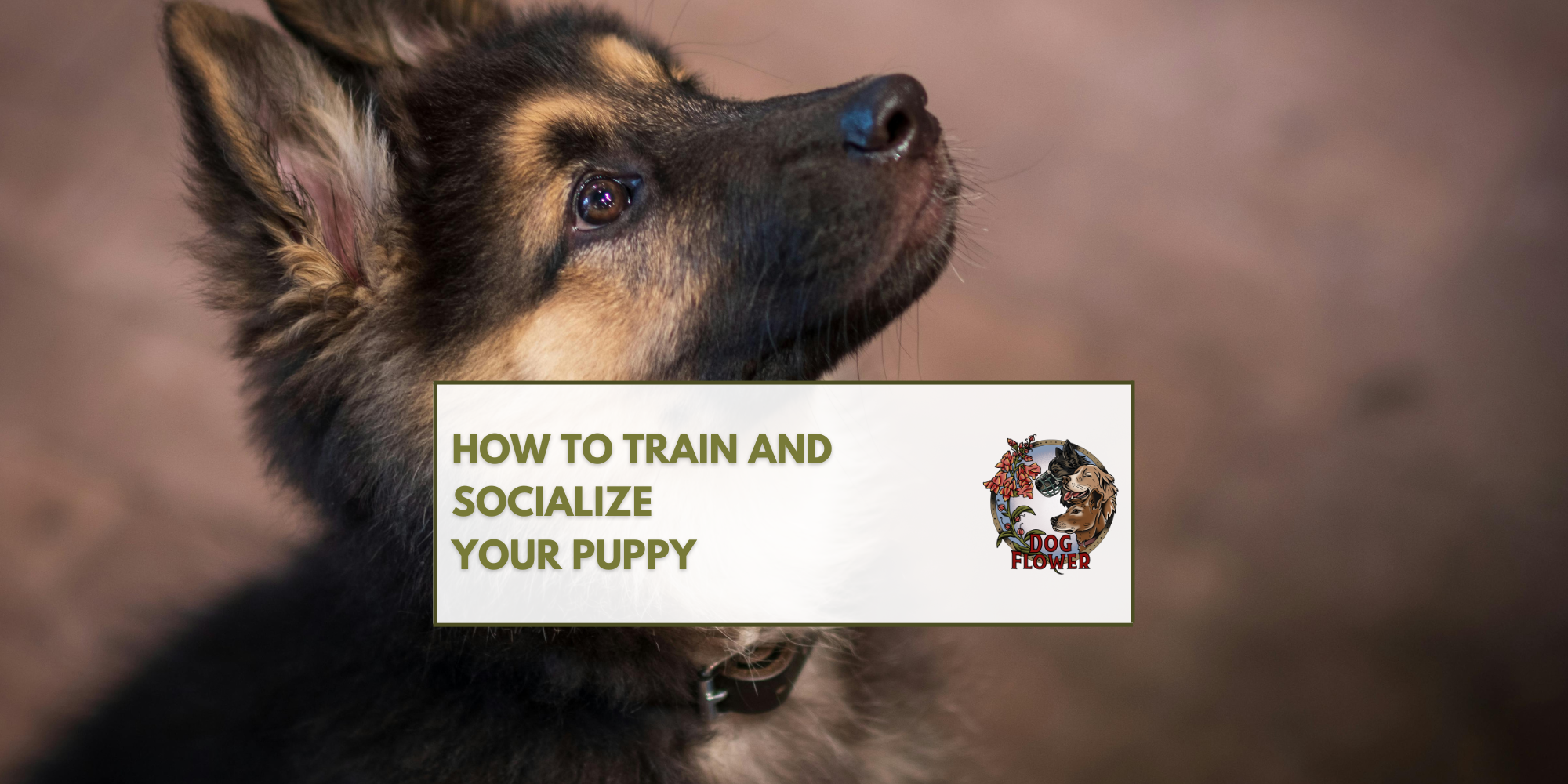Guide to Training &amp; Socializing Your Puppy