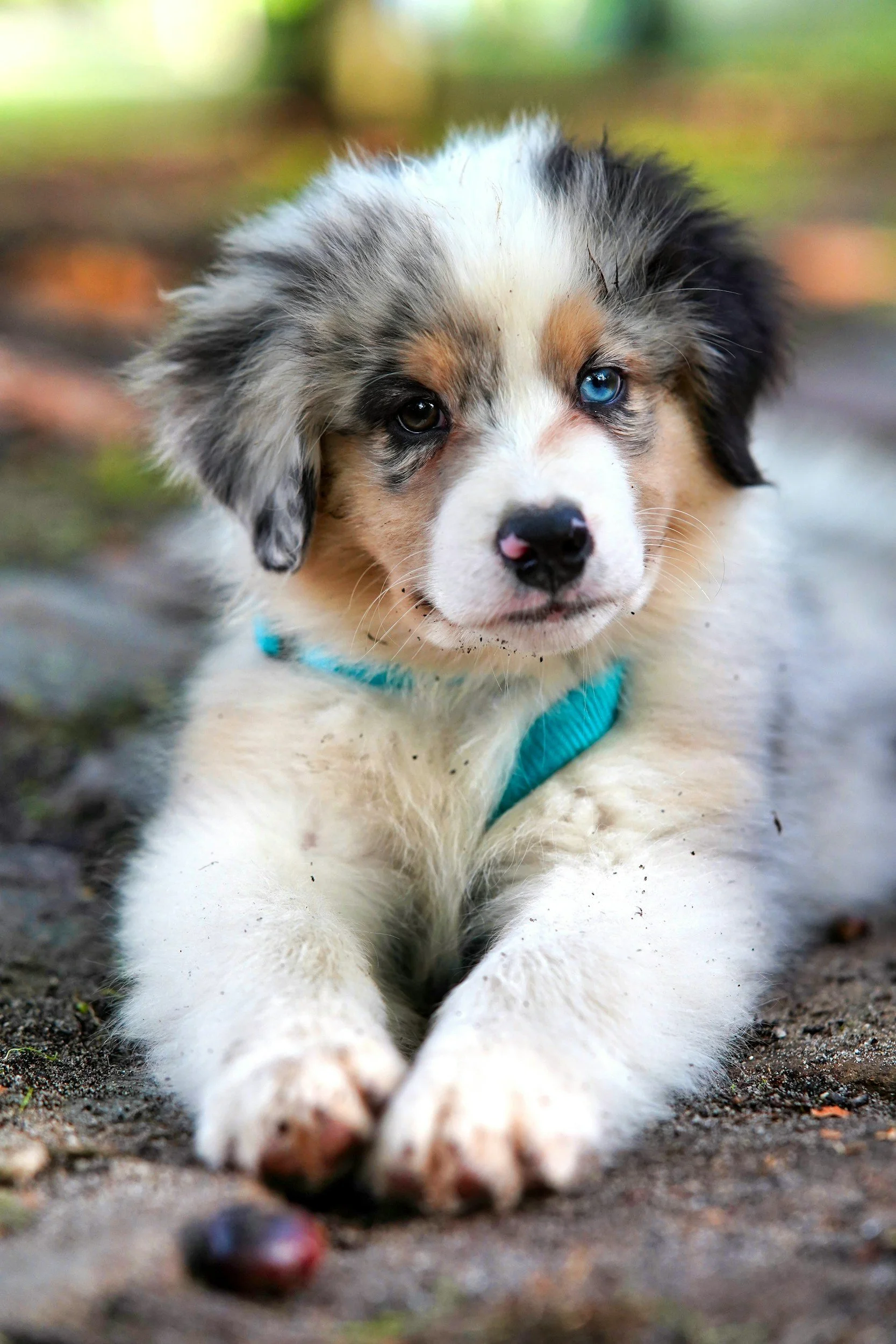 A cute Australian Shepherd puppy with one blue eye and one brown eye, lying on the ground outdoors with a dirt surface and blurred natural background.