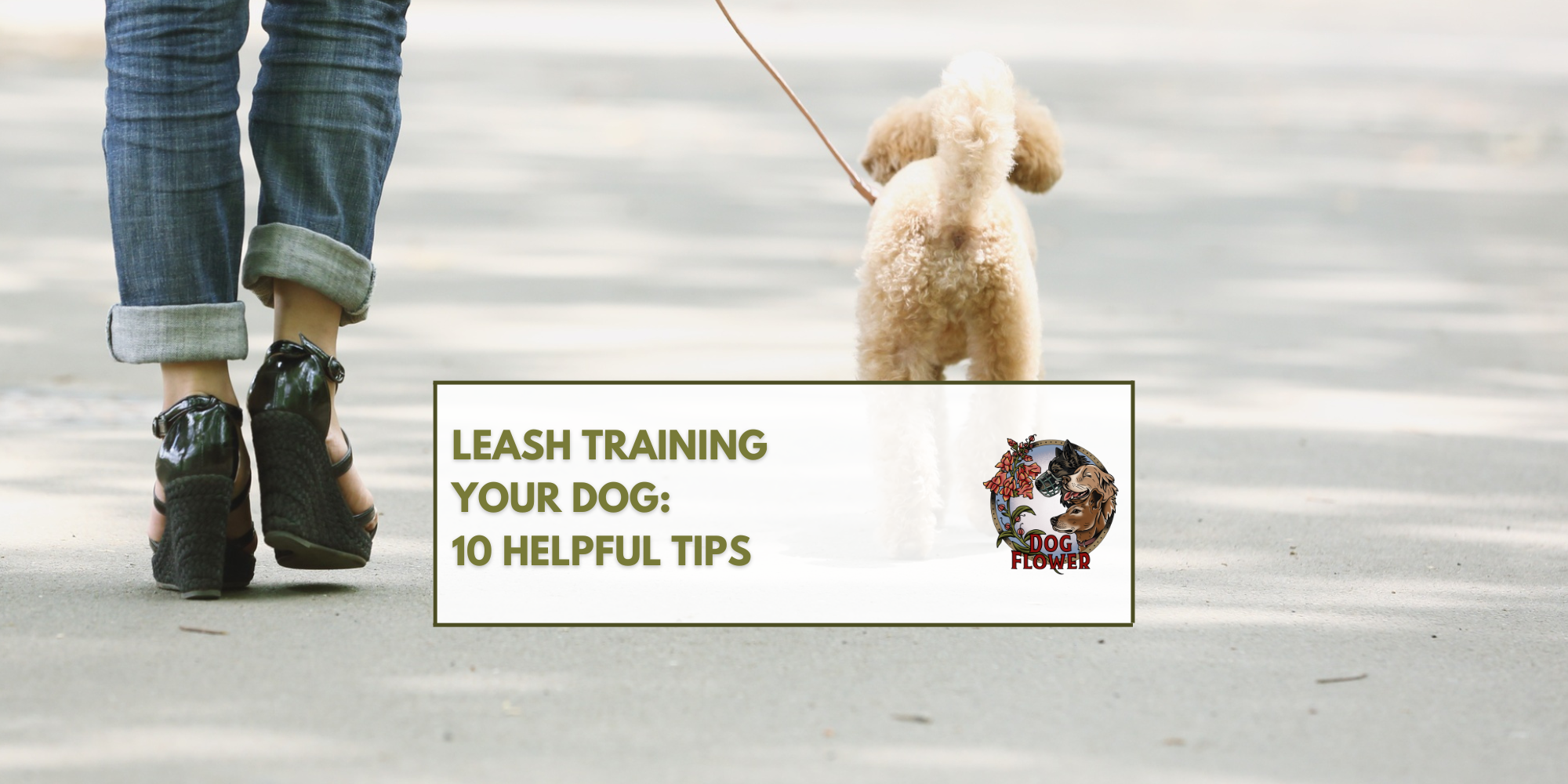 Leash Training Your Dog: 10 Helpful Tips