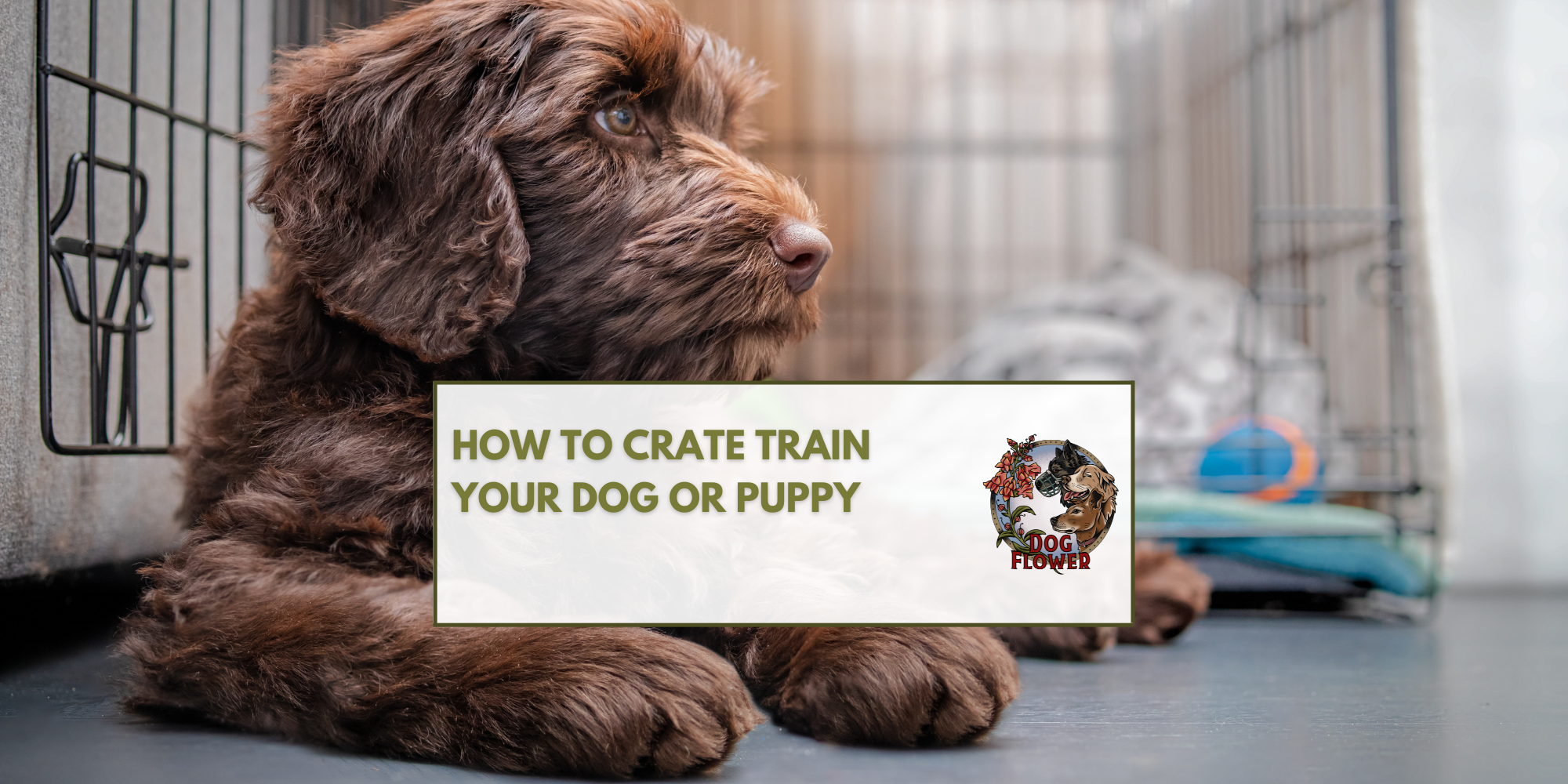 How To Crate Train Your Dog