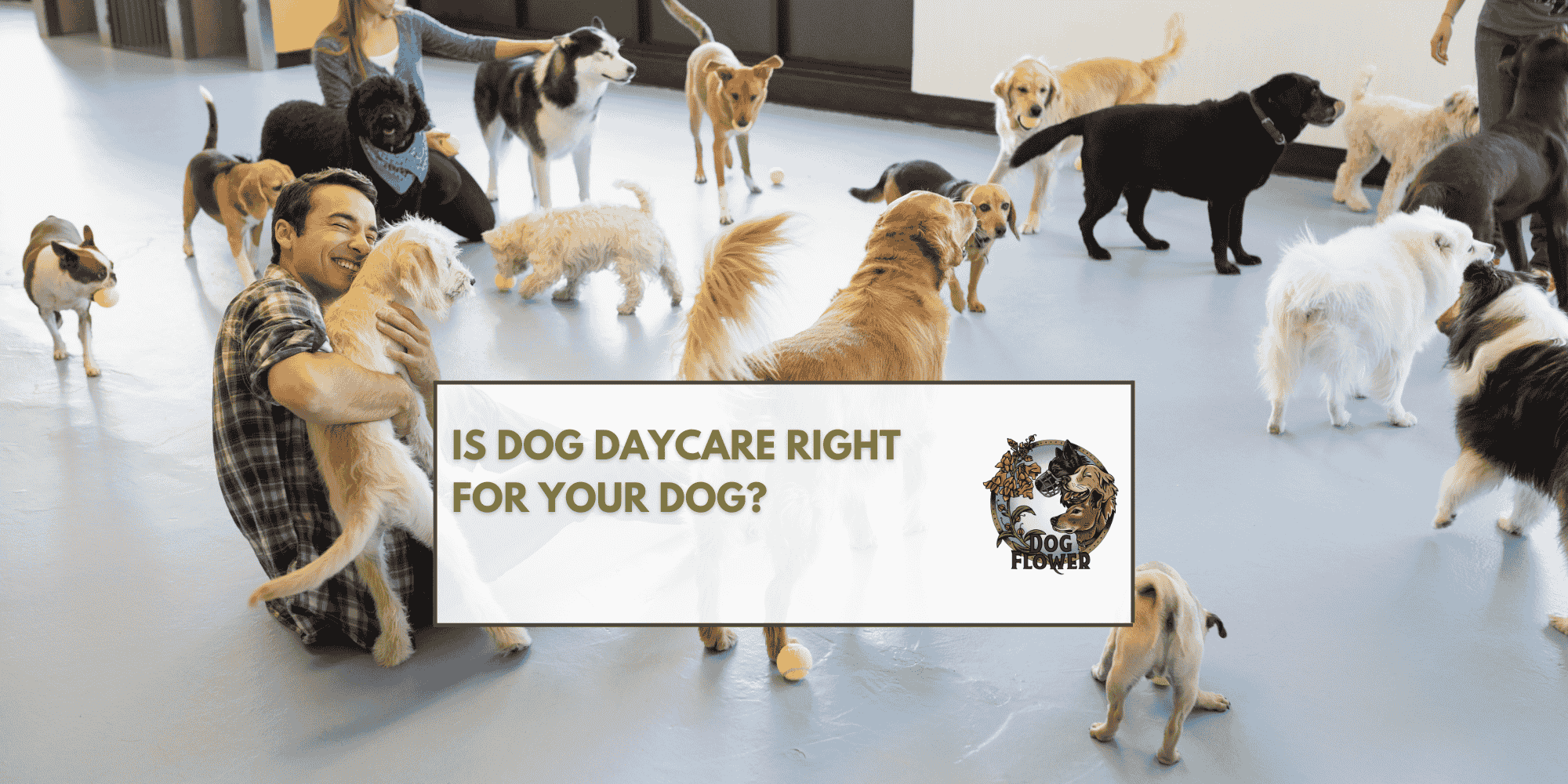 Is Dog Daycare Right For Your Dog?