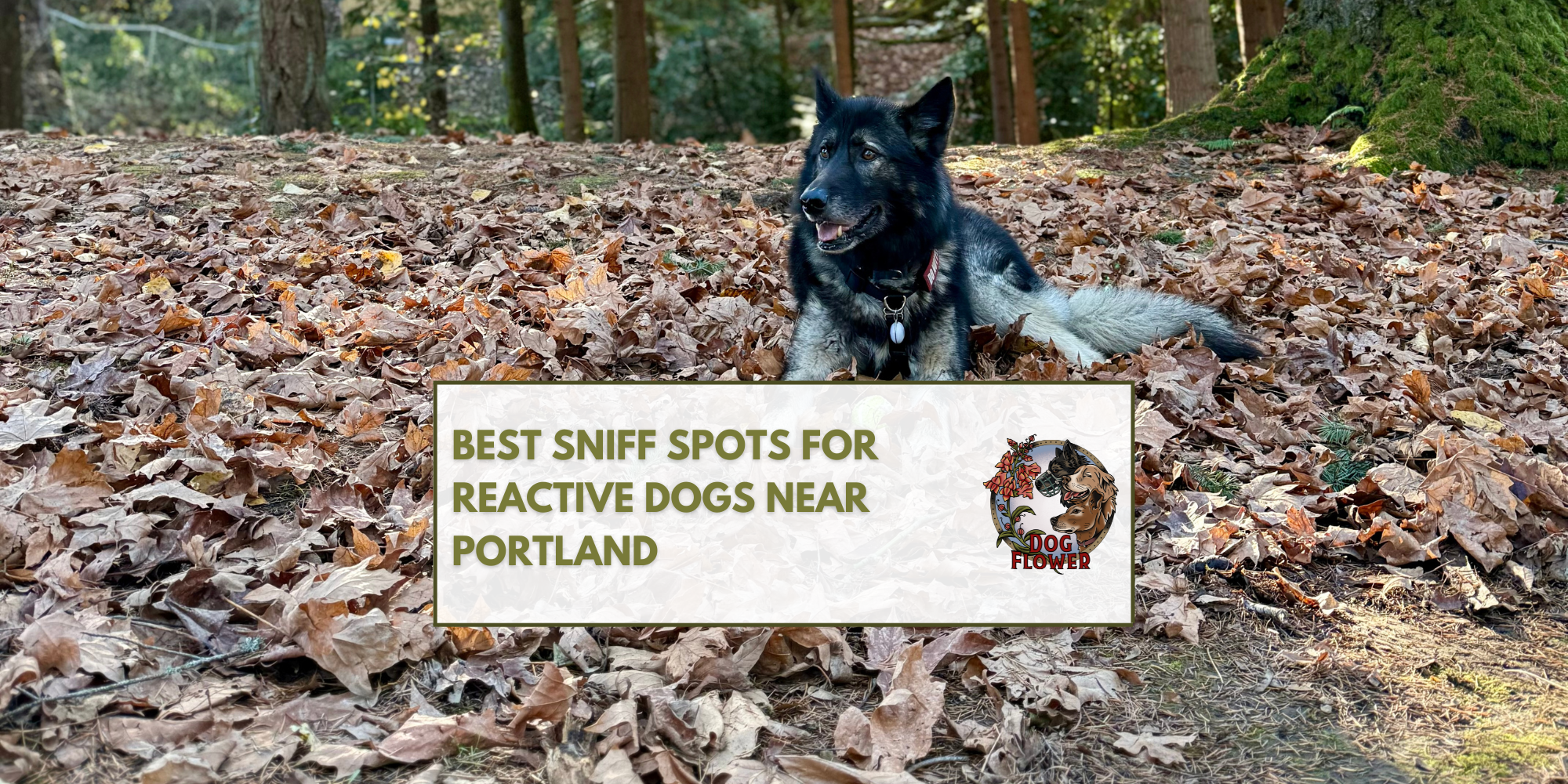 Best Sniff Spots For Reactive Dogs Near Portland&nbsp;&nbsp;