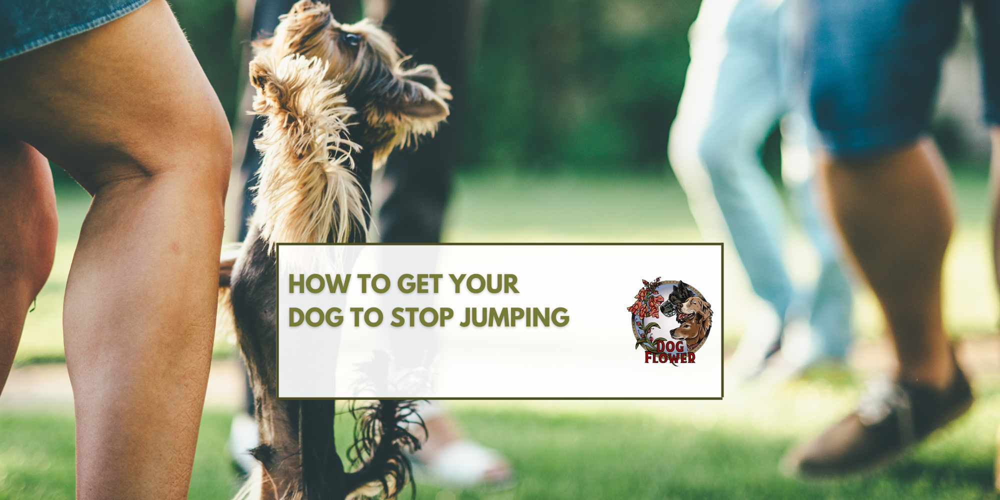 How to Get Your Dog To Stop Jumping