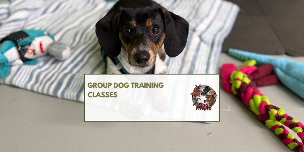 Group Dog Training Classes