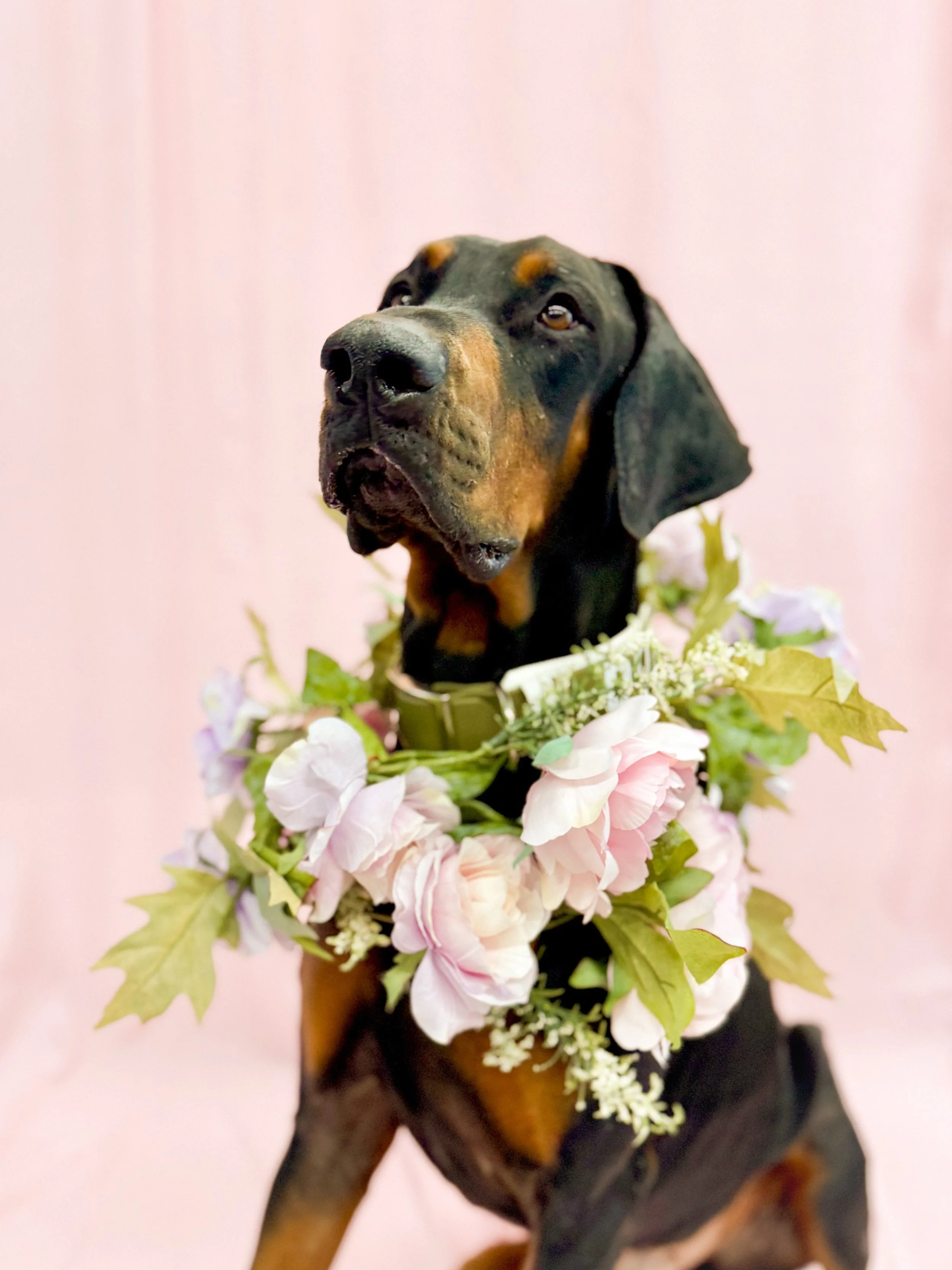 BlazeDogFlower.jpg