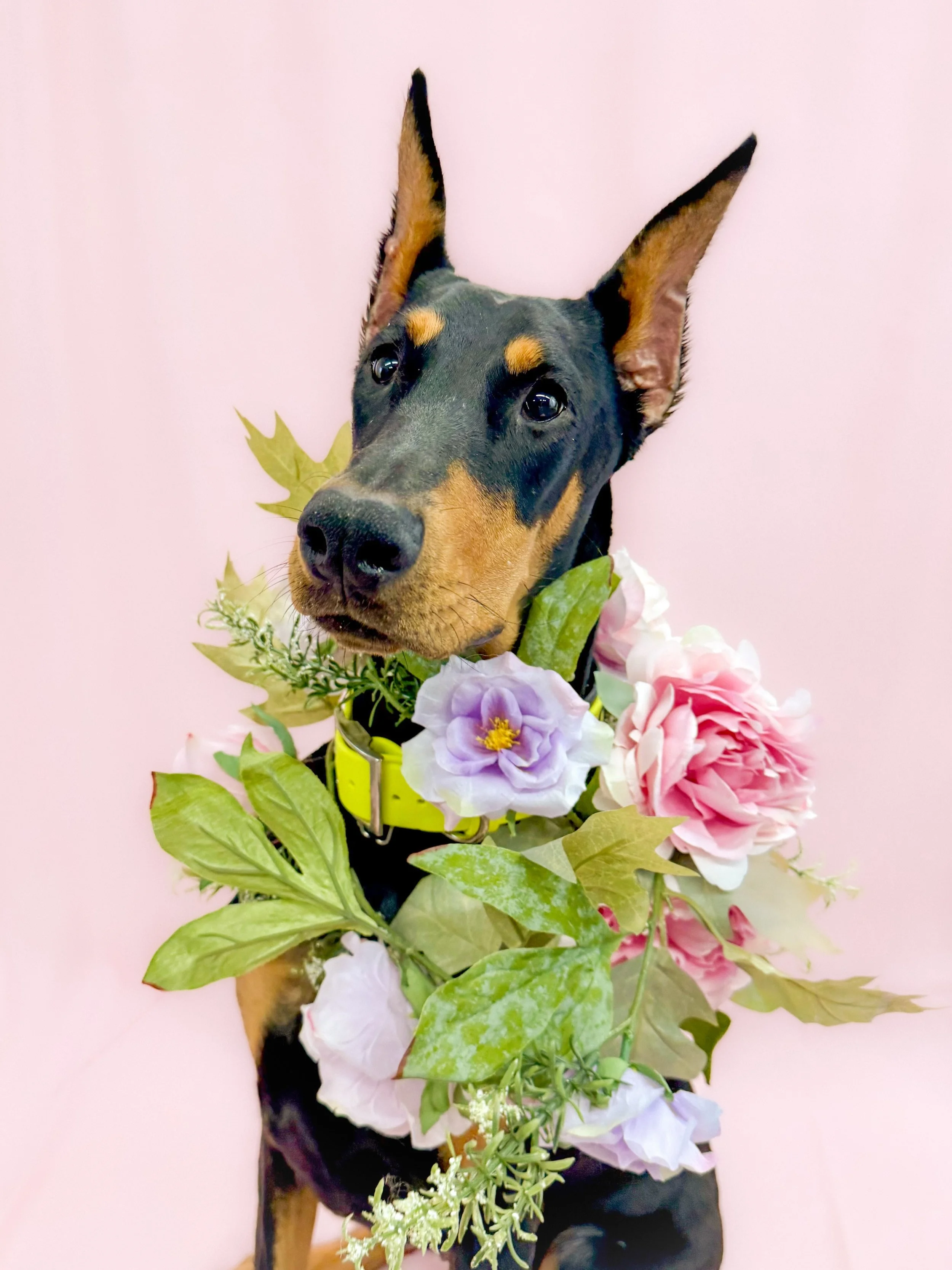 BlazeDogFlower2.jpg