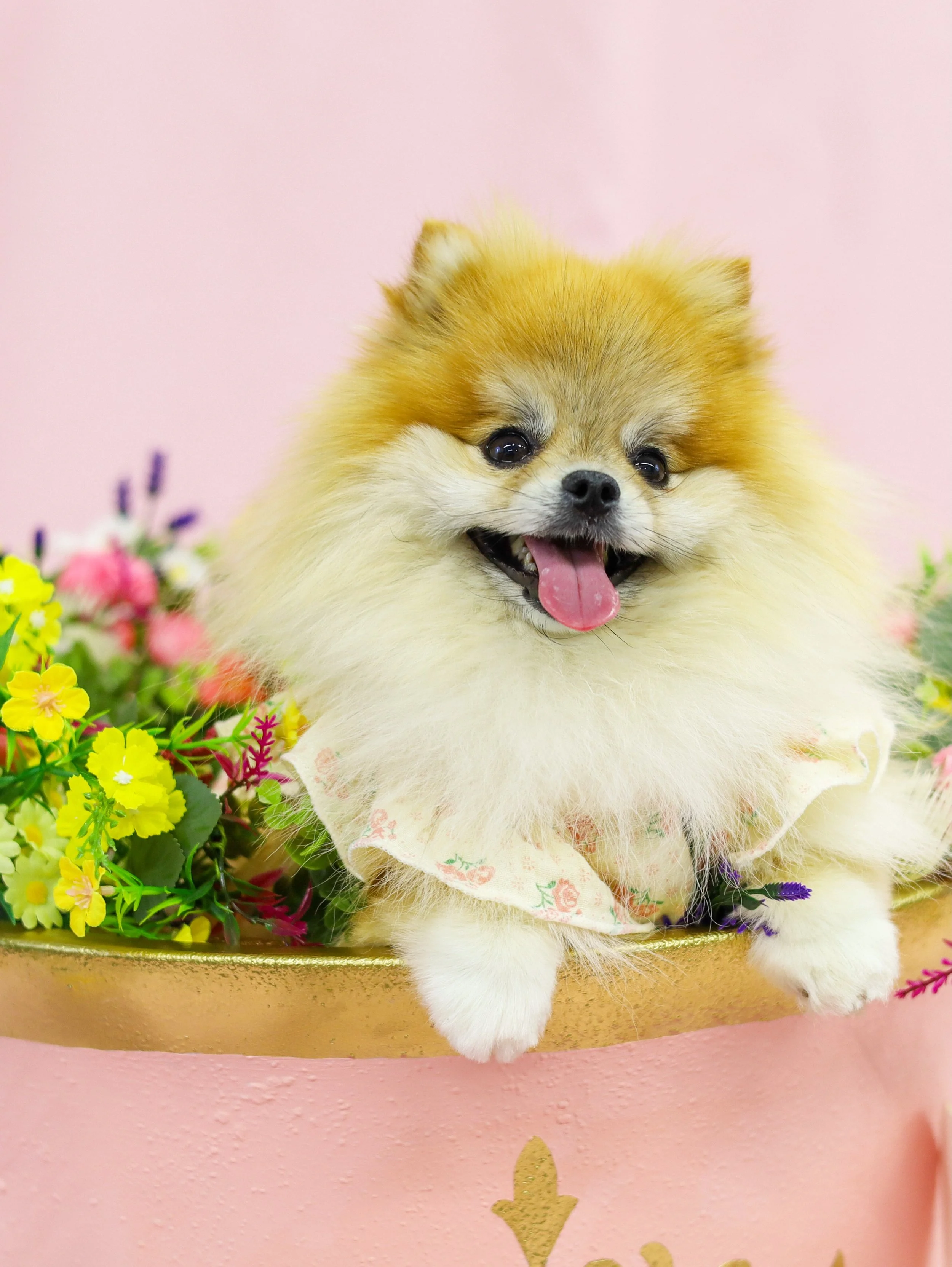 CoquetteDogFlower.jpg