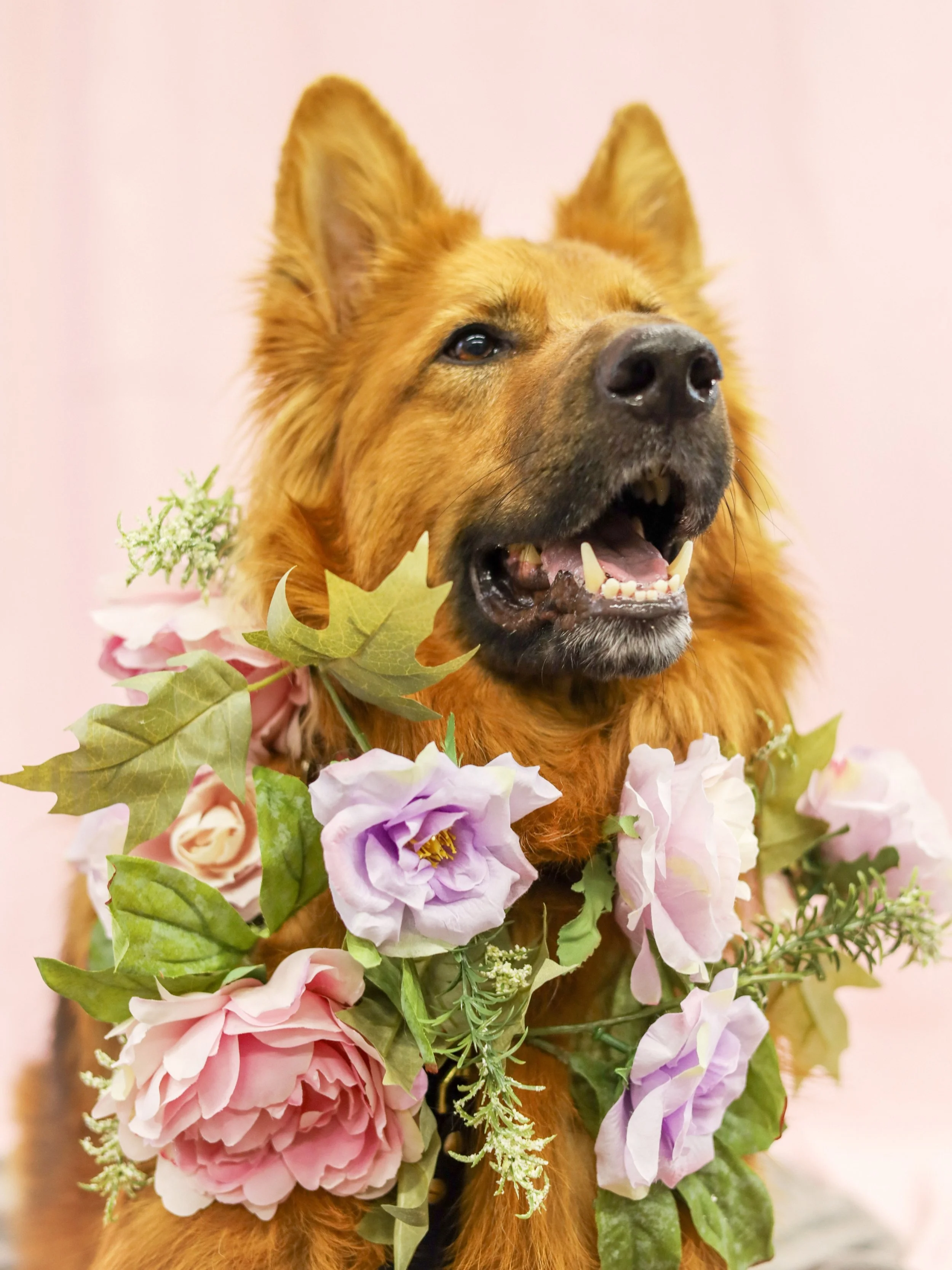 FrankieDogFlower.jpg