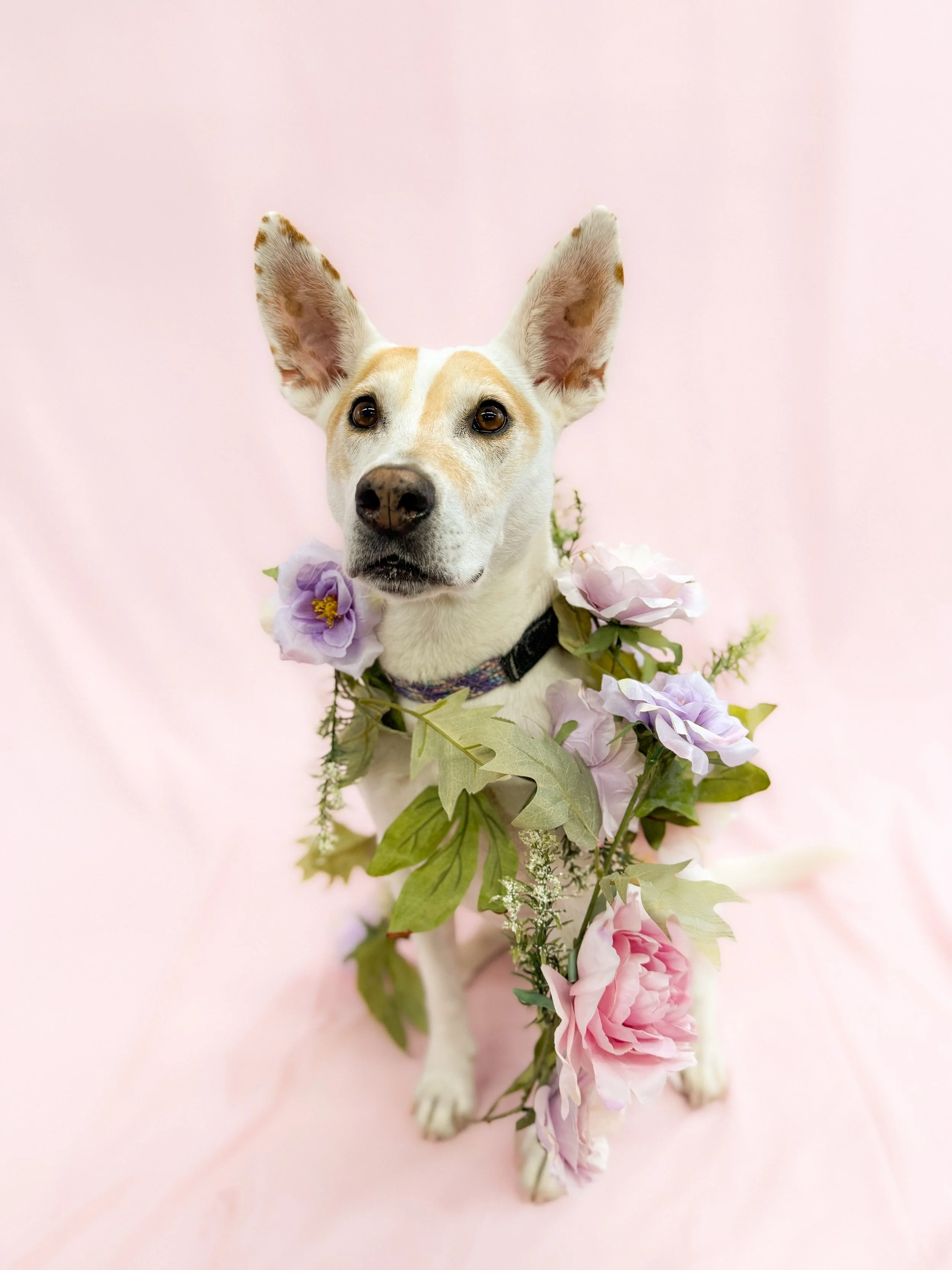 GingerDogFlower.jpg