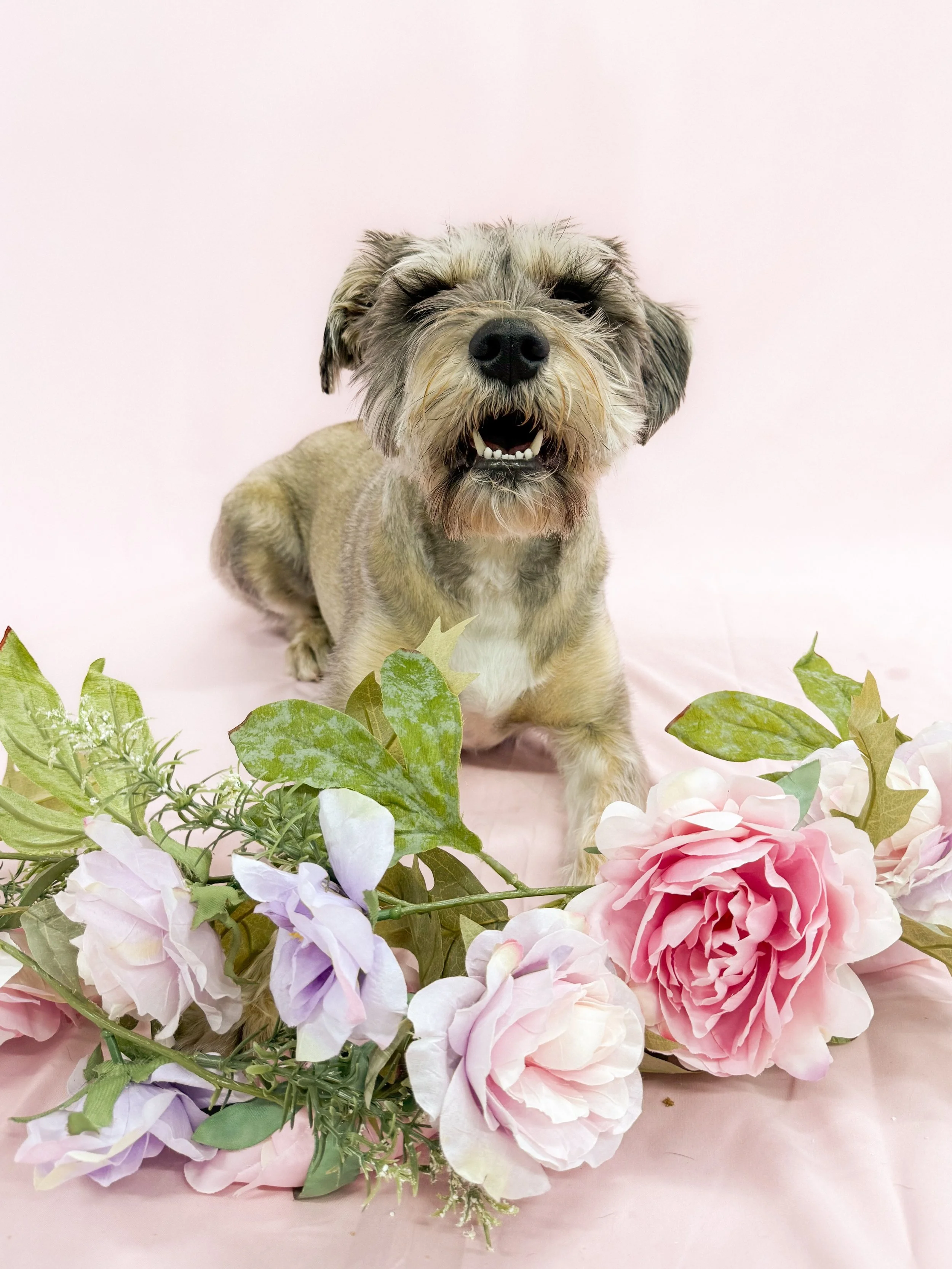 IslaDogFlower.jpg