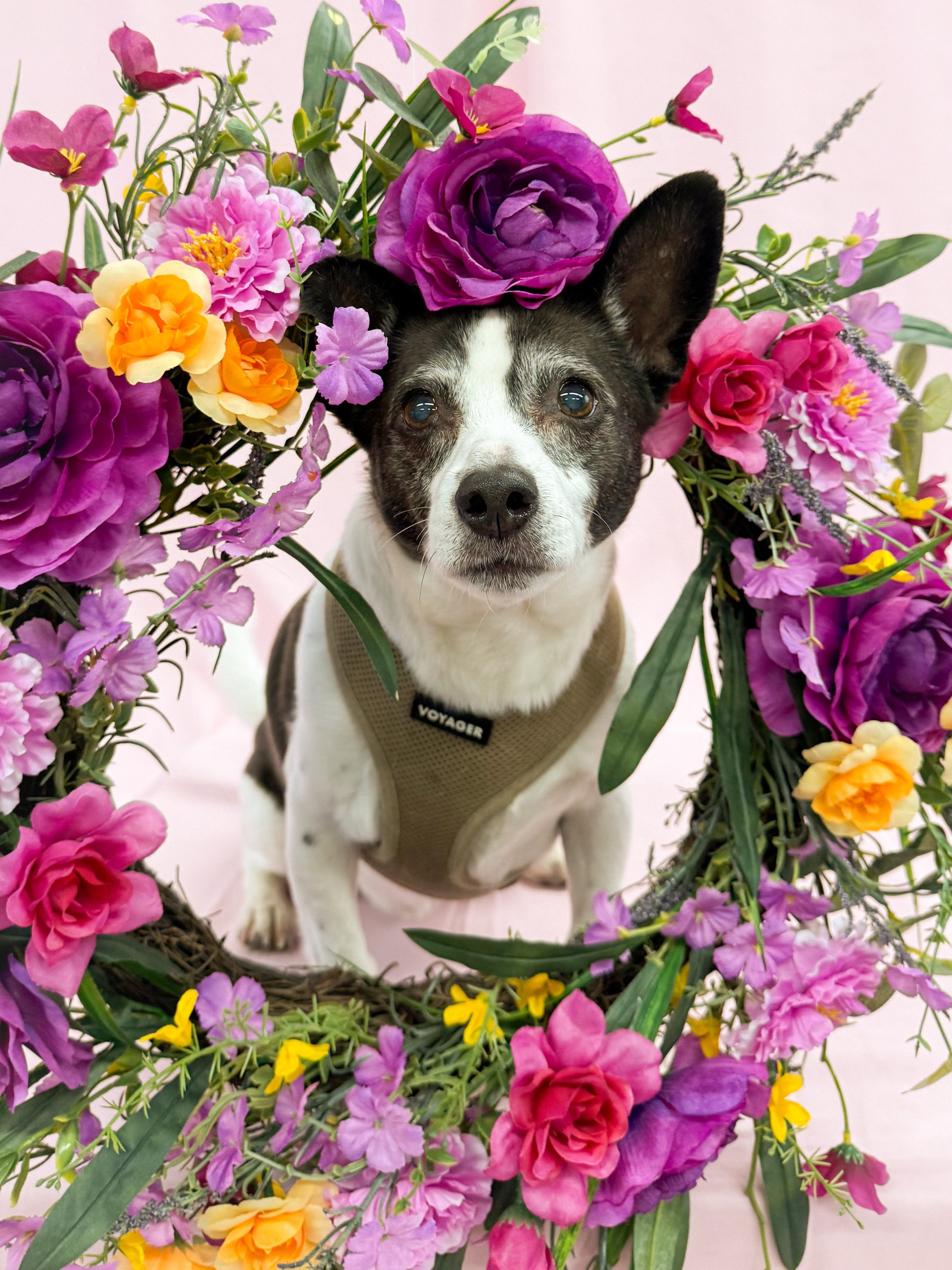 JaxDogFlower.jpg
