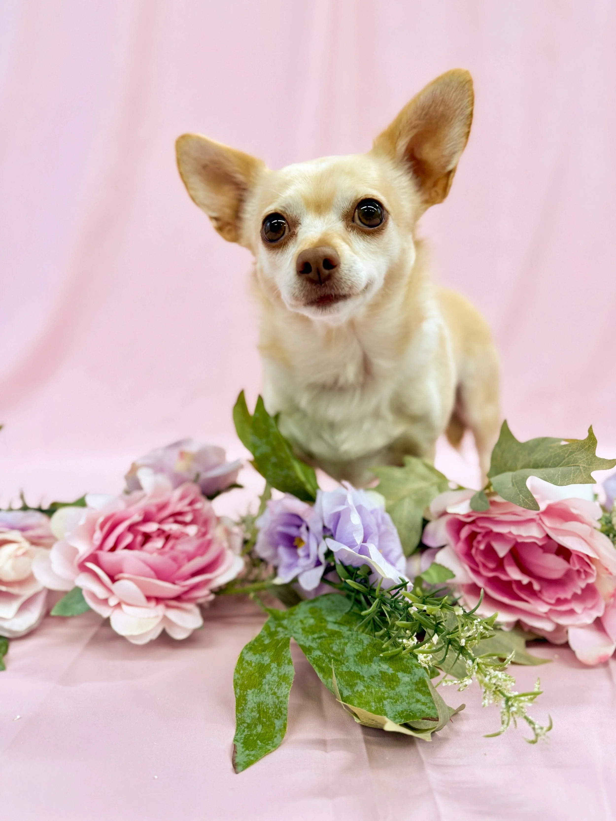 LibbyDogFlower.jpg