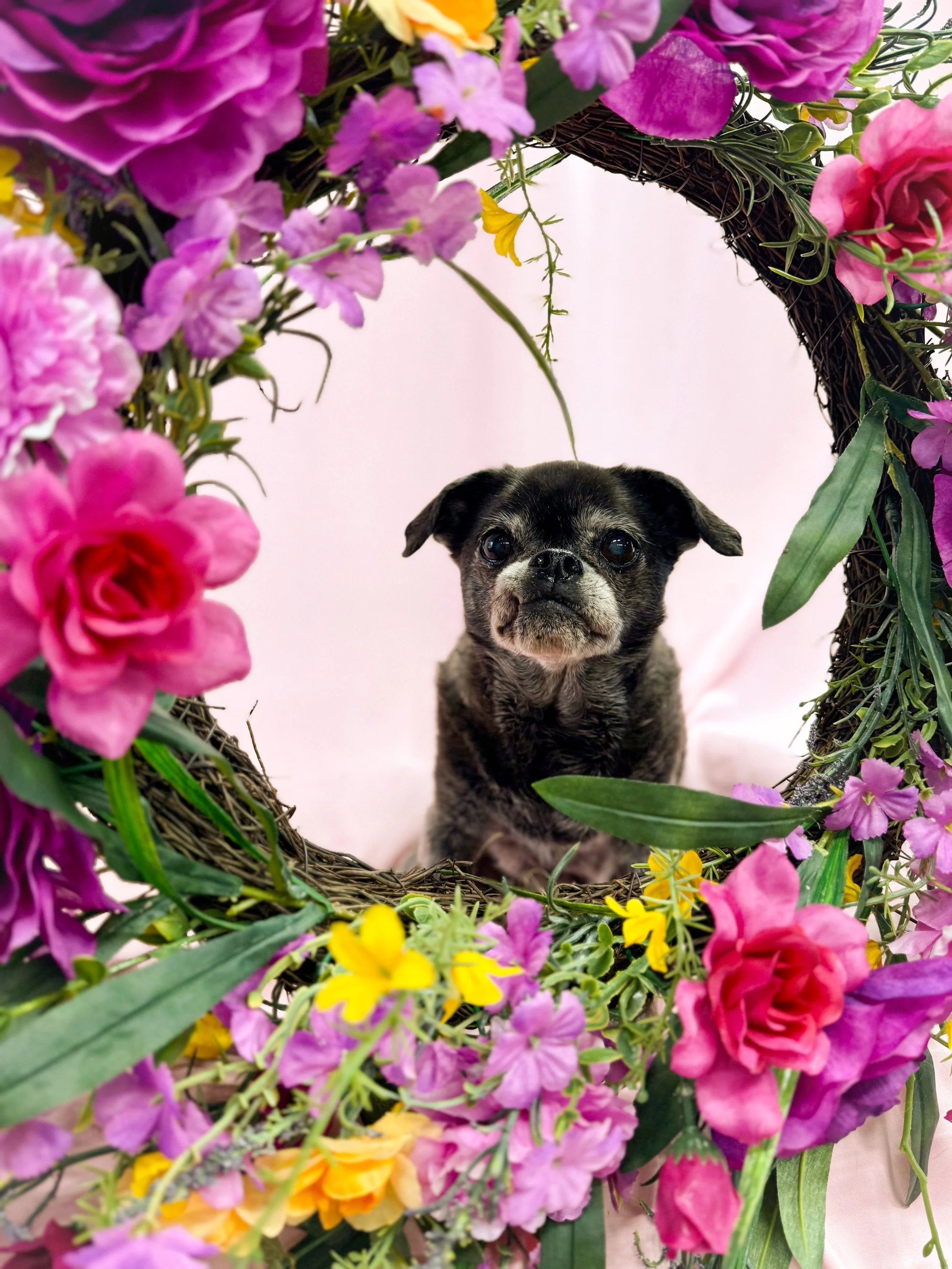 KatieChugDogFlower.jpg