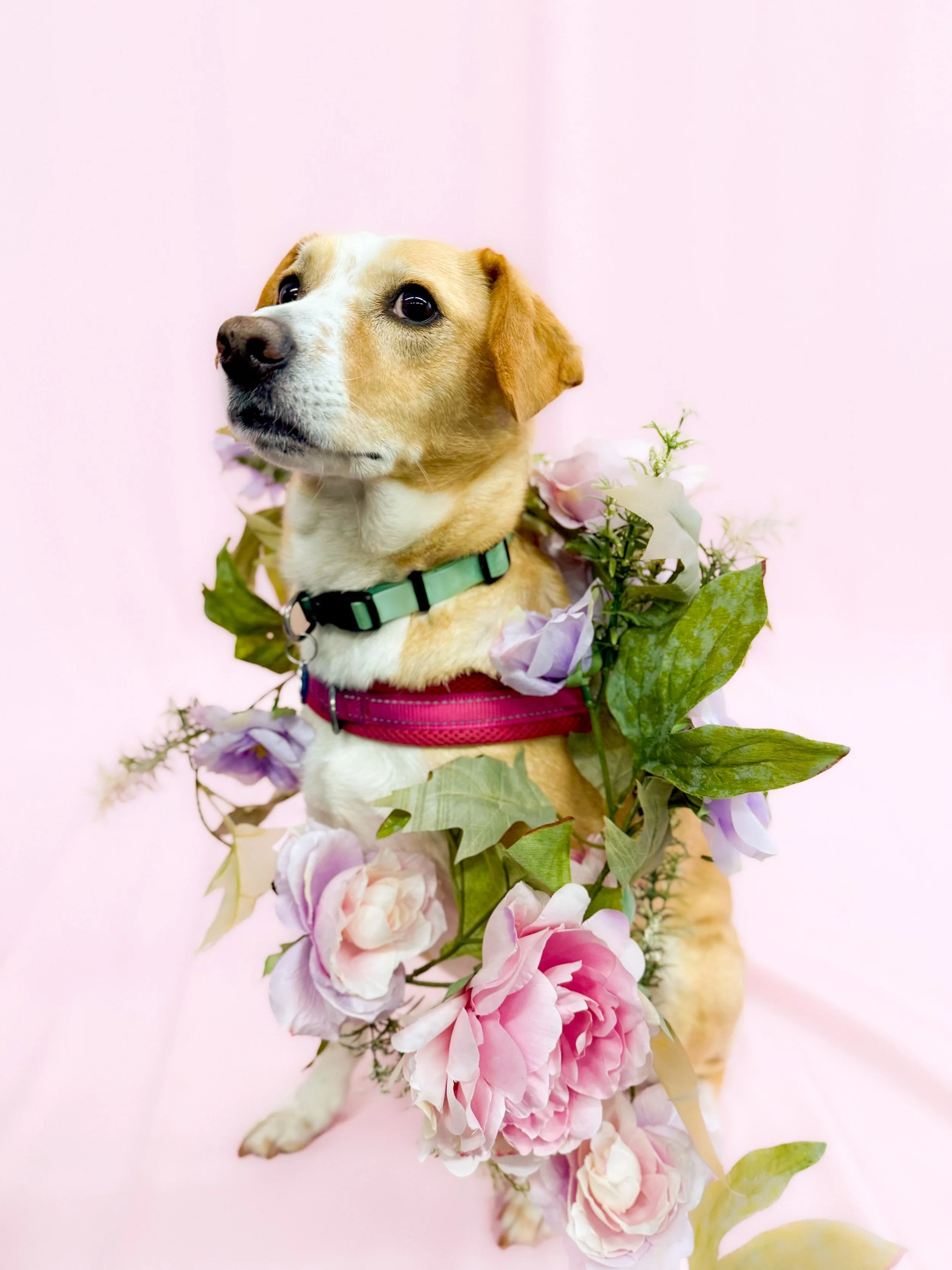 NolaDogFlower.jpg