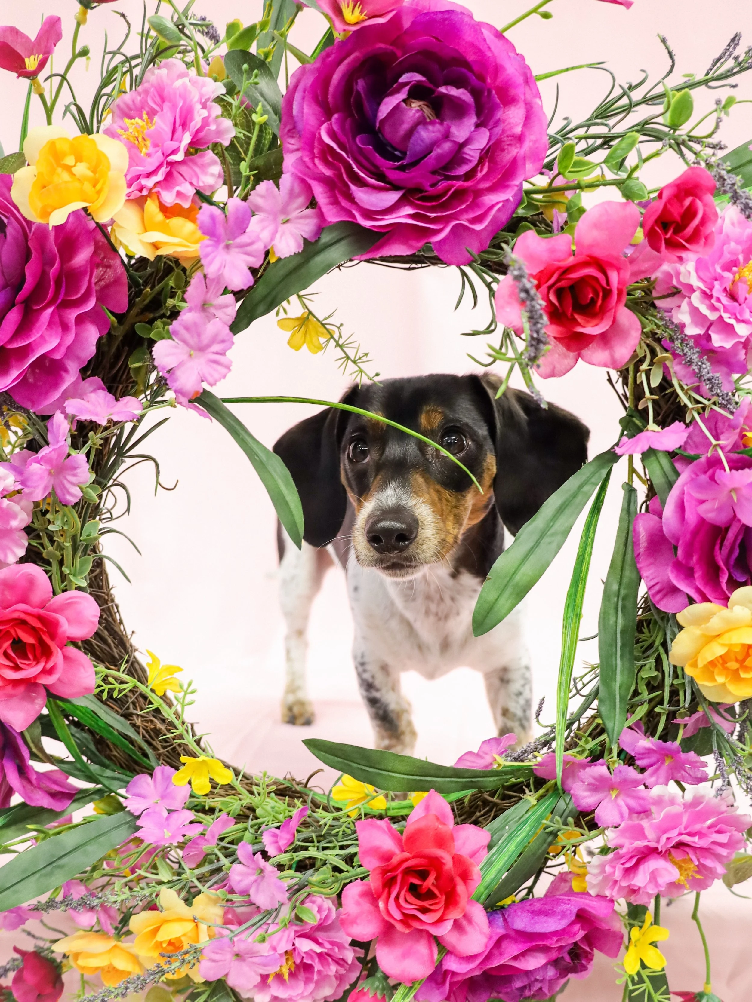 MooseDogFlower.jpg