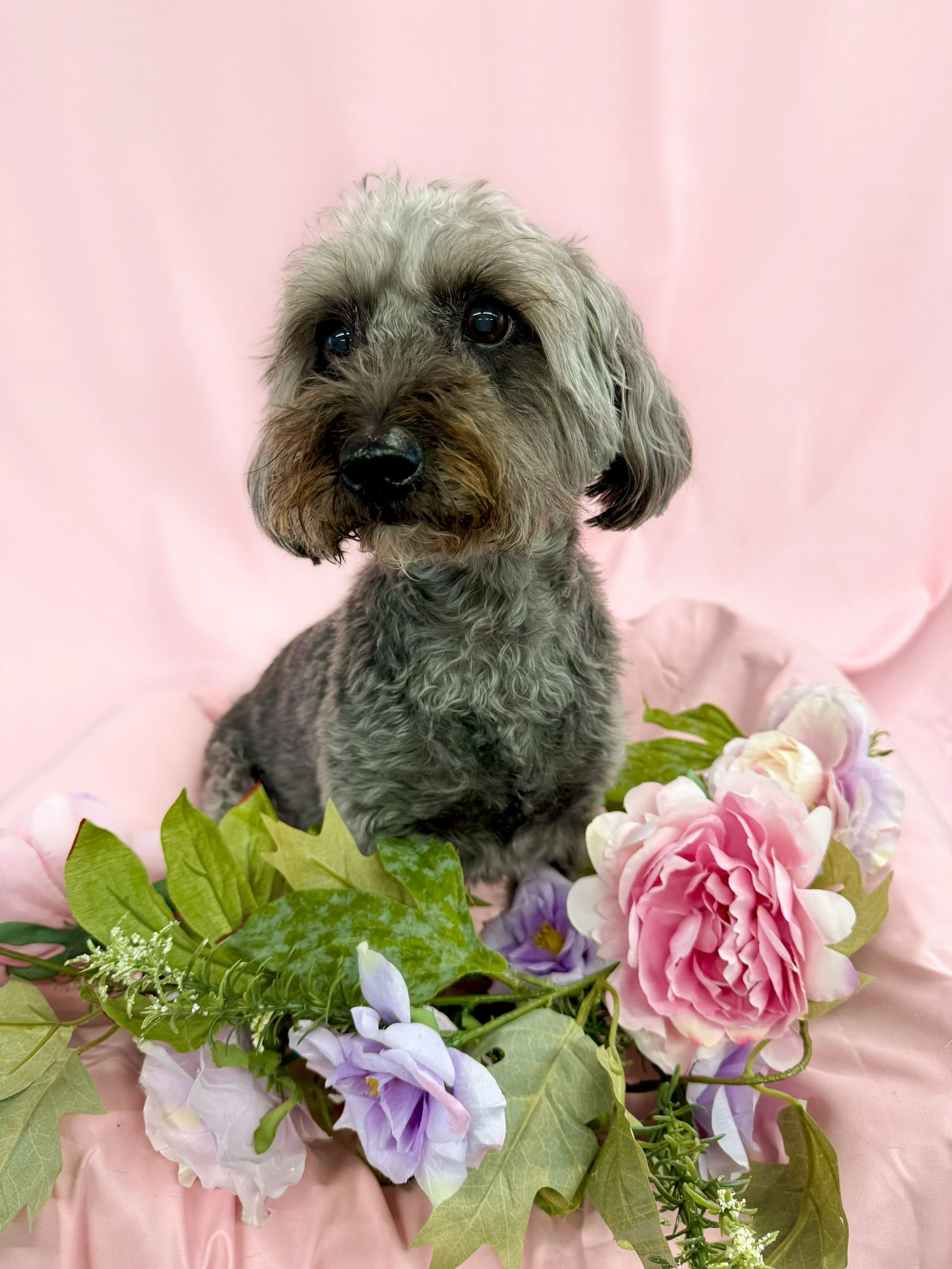OpalDogFlower.jpg