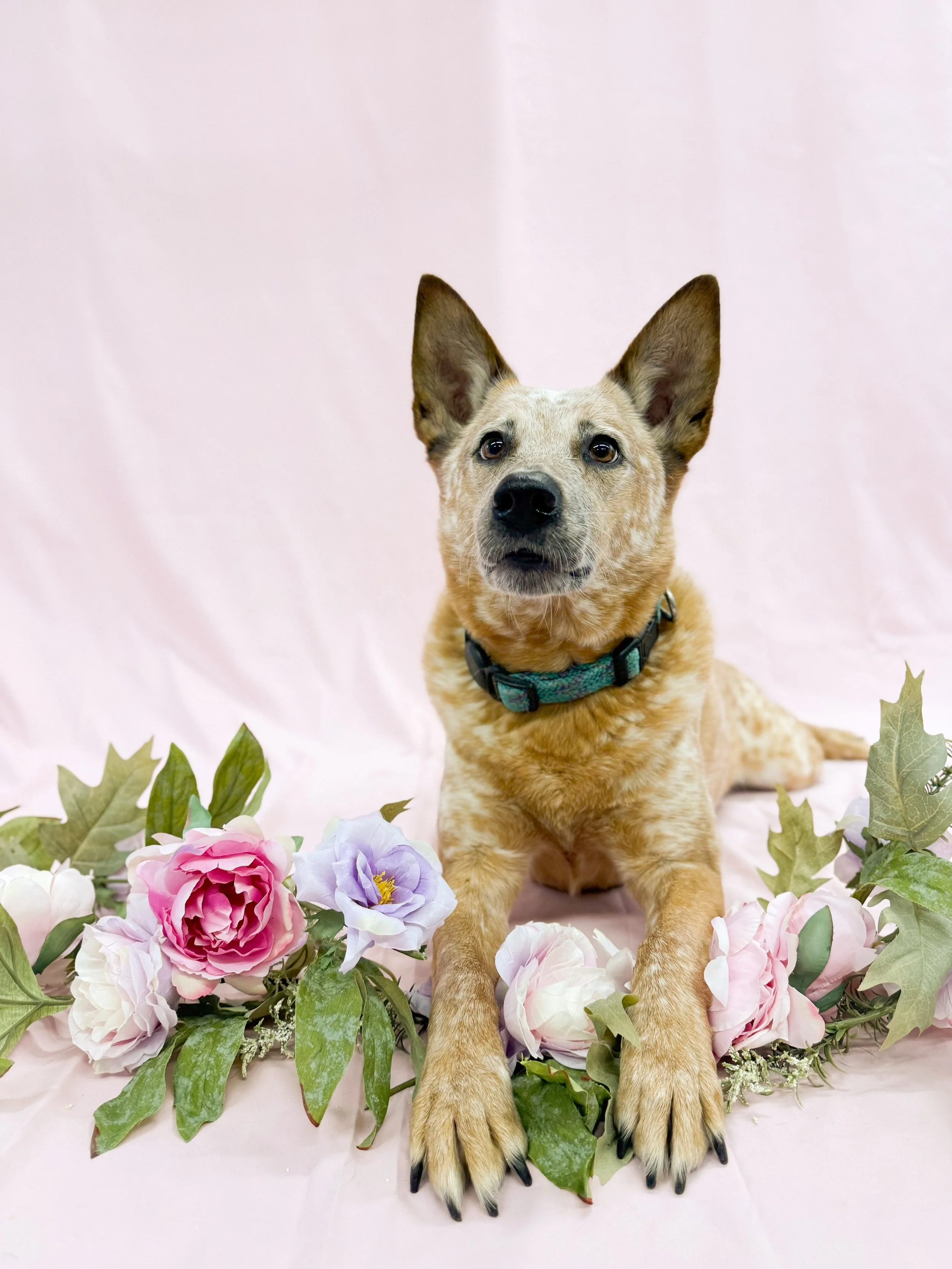 PepperDogFlower.jpg