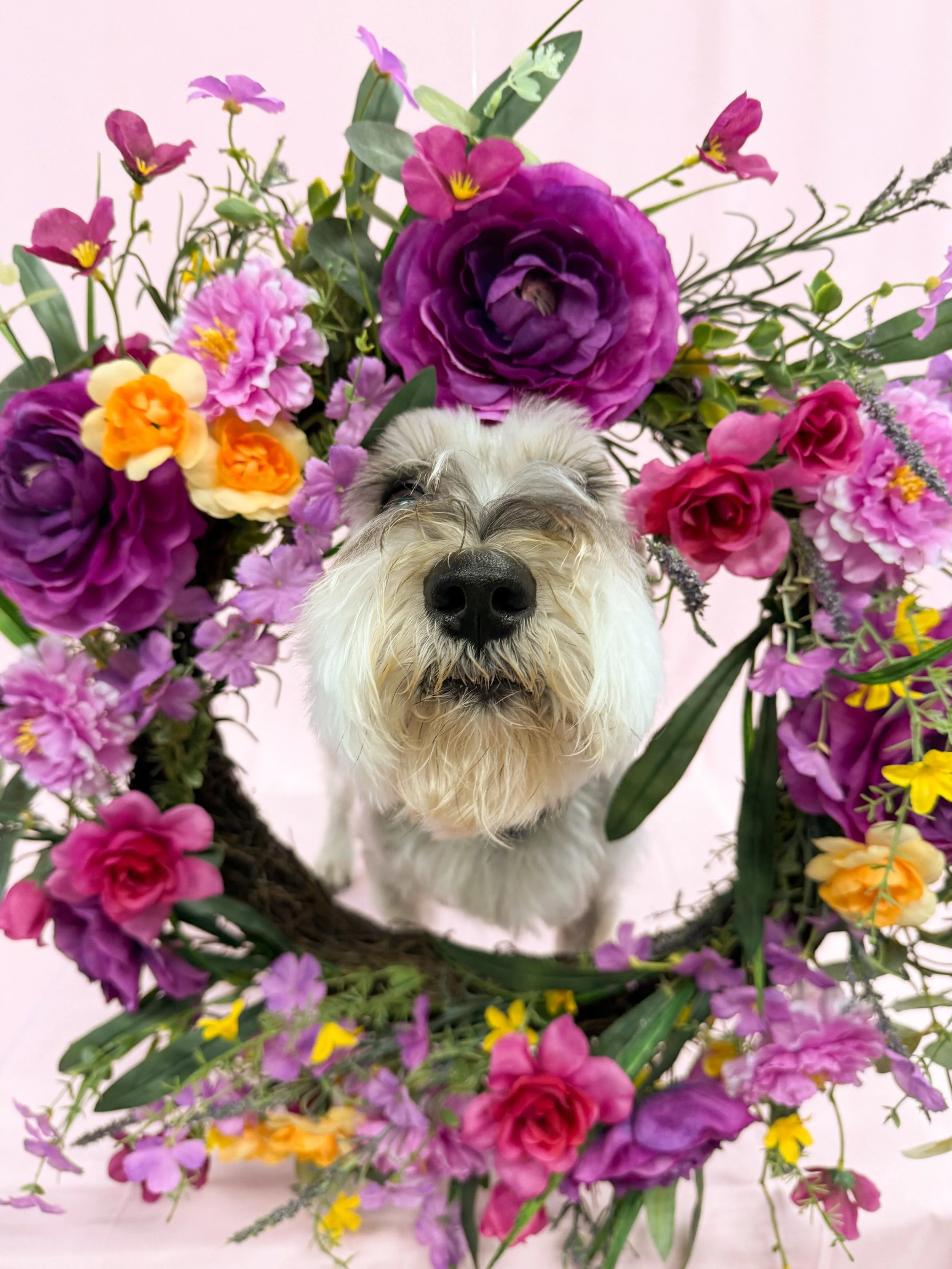 WendellDogFlower.jpg