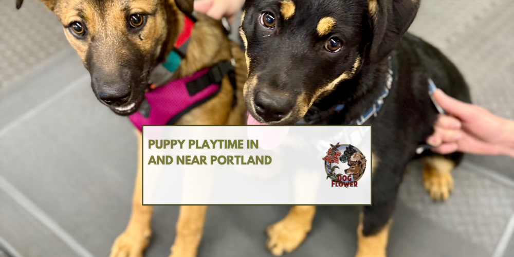 Puppy Playtime in Portland
