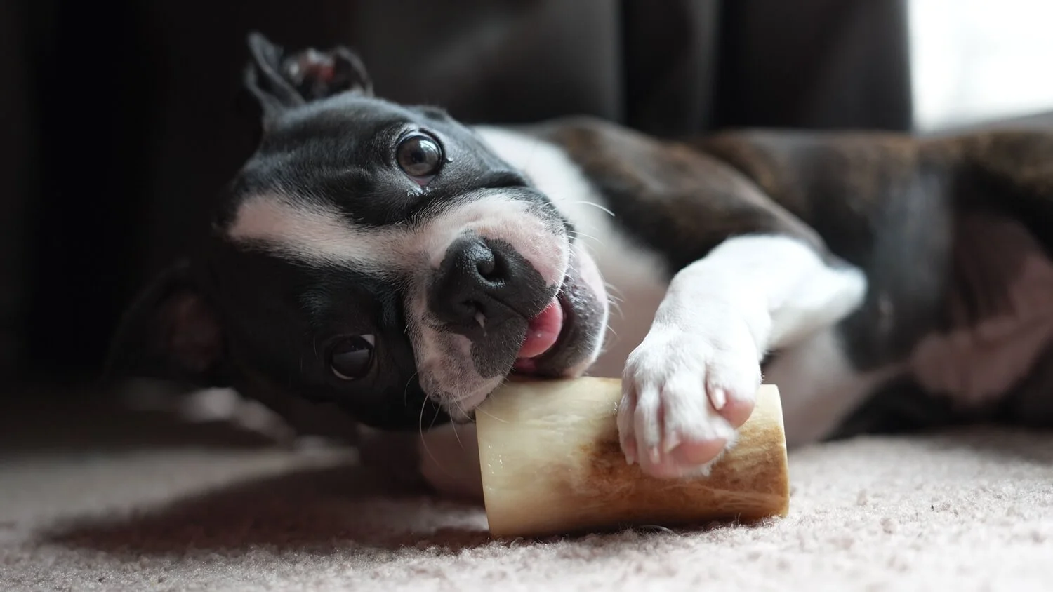 Resource Guarding in Dogs and How to Help Them Feel Safe