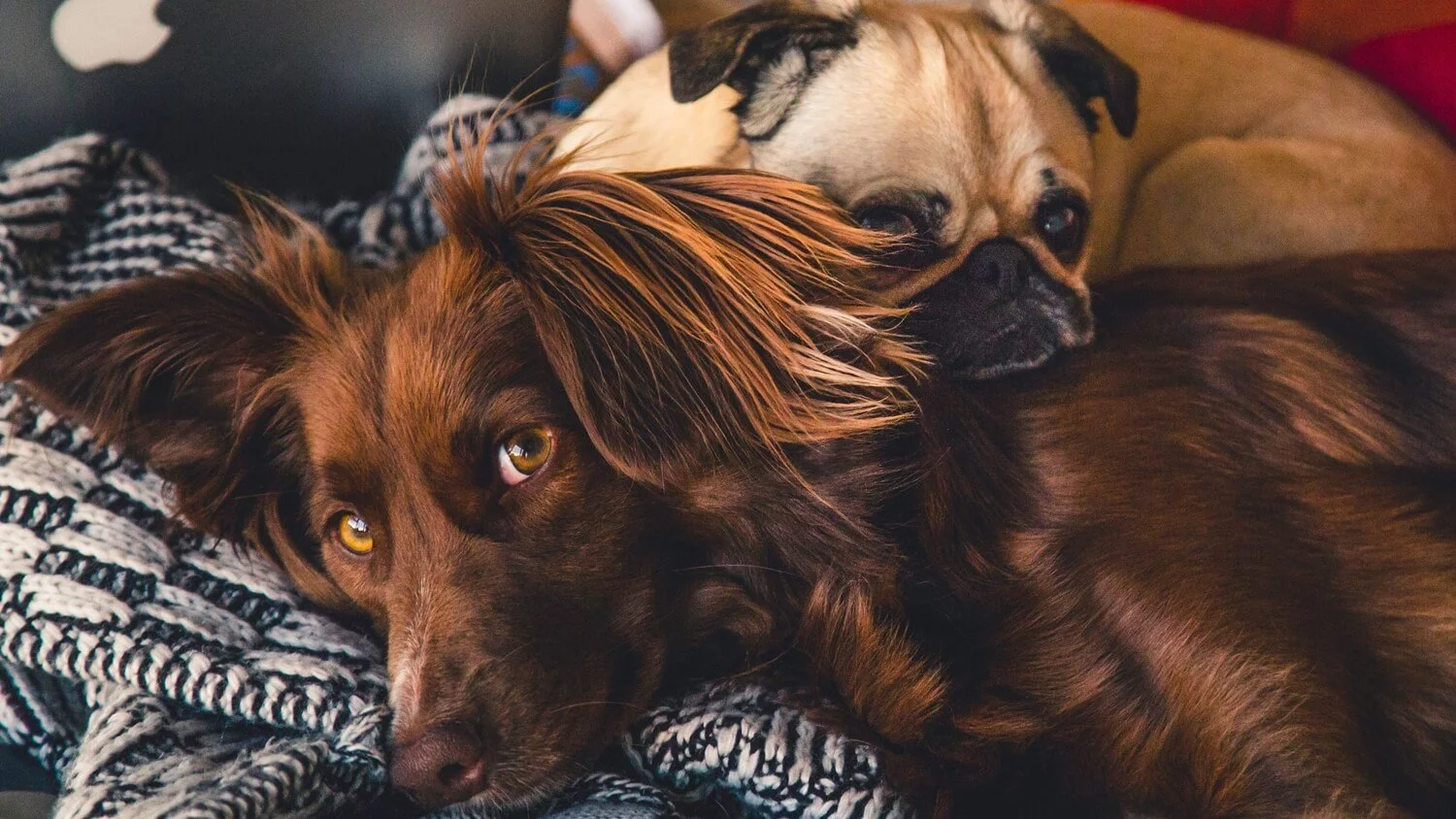 When Your Dogs Guard From Each Other at Home