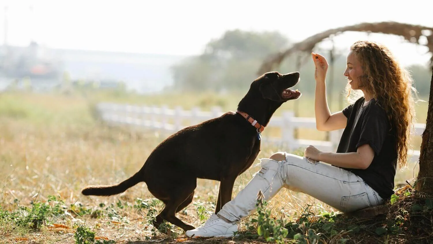 Group Dog Training Class or Private Training? How to Choose