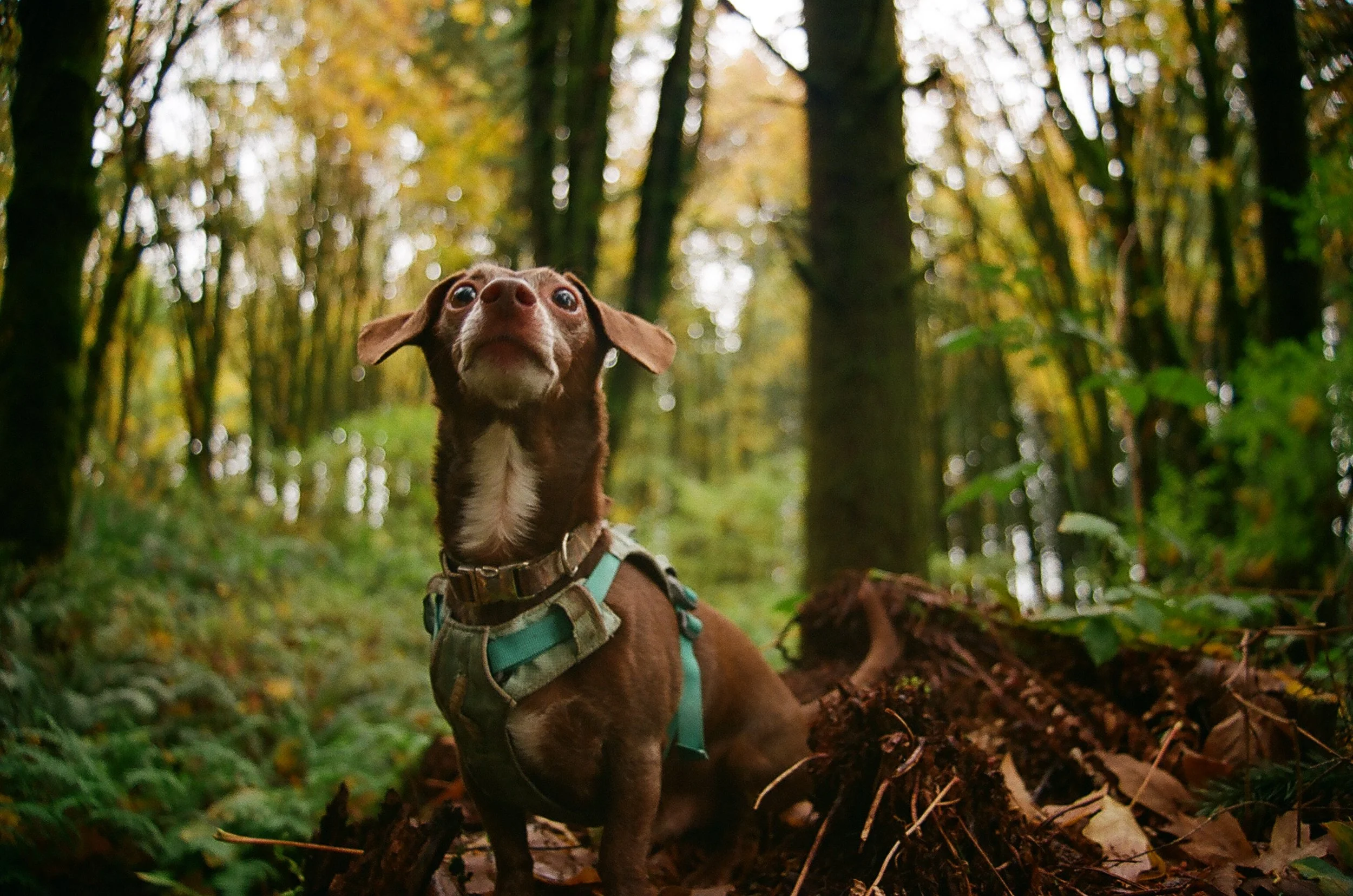 Dio, 8 years old, "Chiweenie." Dio came into my life just 3 years ago, all the way from Texas. Since living in Oregon, he's left his desert ways and now enjoys digging holes, running up and down logs in the forest, chasing critters, and exploring all