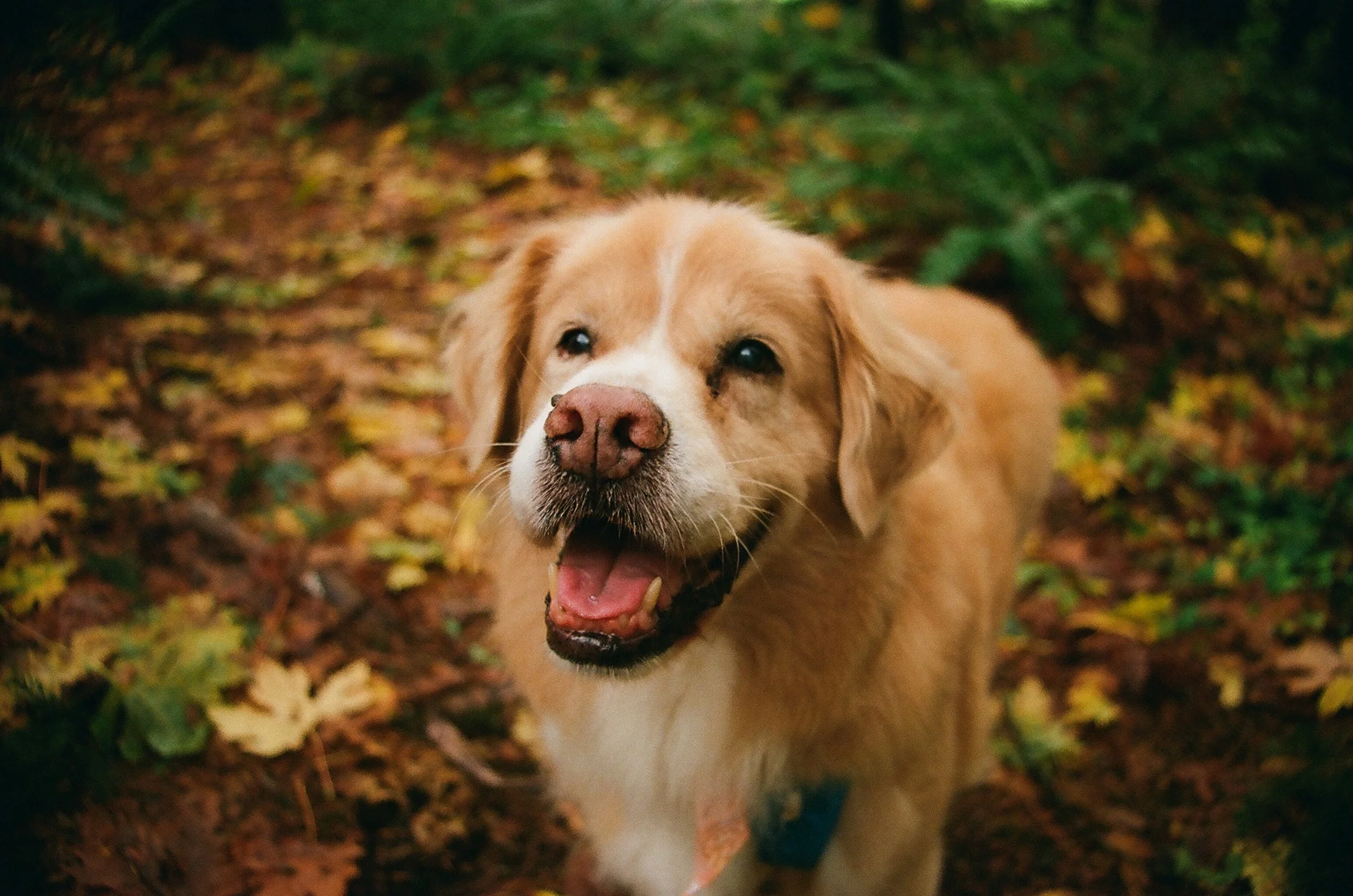 Bradley, 14 year old, Golden Retriever mix. Some of you may recognize Bradley as the "financial advice dog"--he went viral in the early days of memes, offering his opinions on the pet budget. Now-a-days, Bradley can be found with his senior sisters s