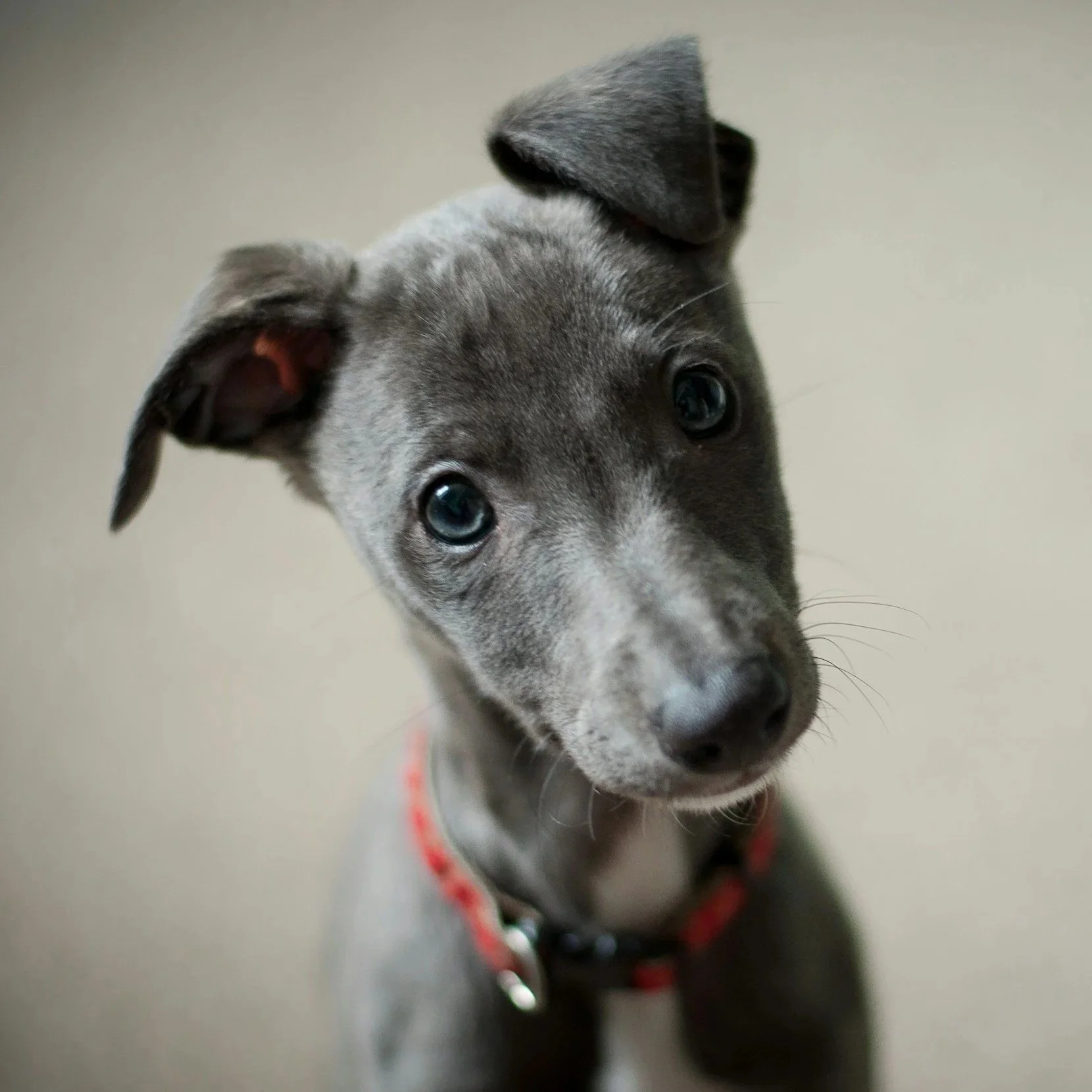 Close-up of a gray puppy with bluish eyes and a red collar, looking curiously at the camera.