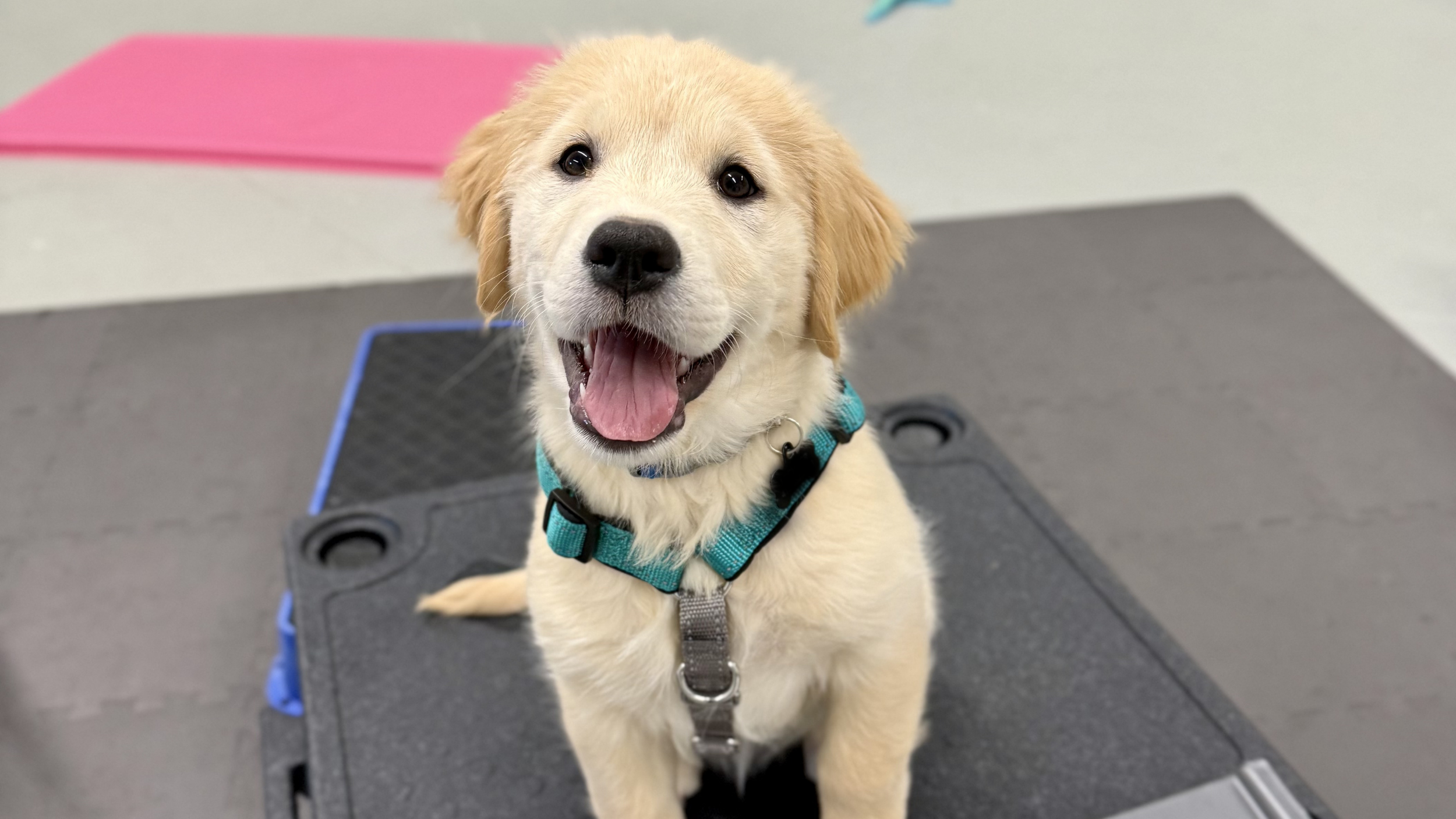 A golden retriever puppy is sitting on a black platform. She is wearing a teal and gray harness. She is smiling at the camera. She is at puppy school, waiting for her next treat.