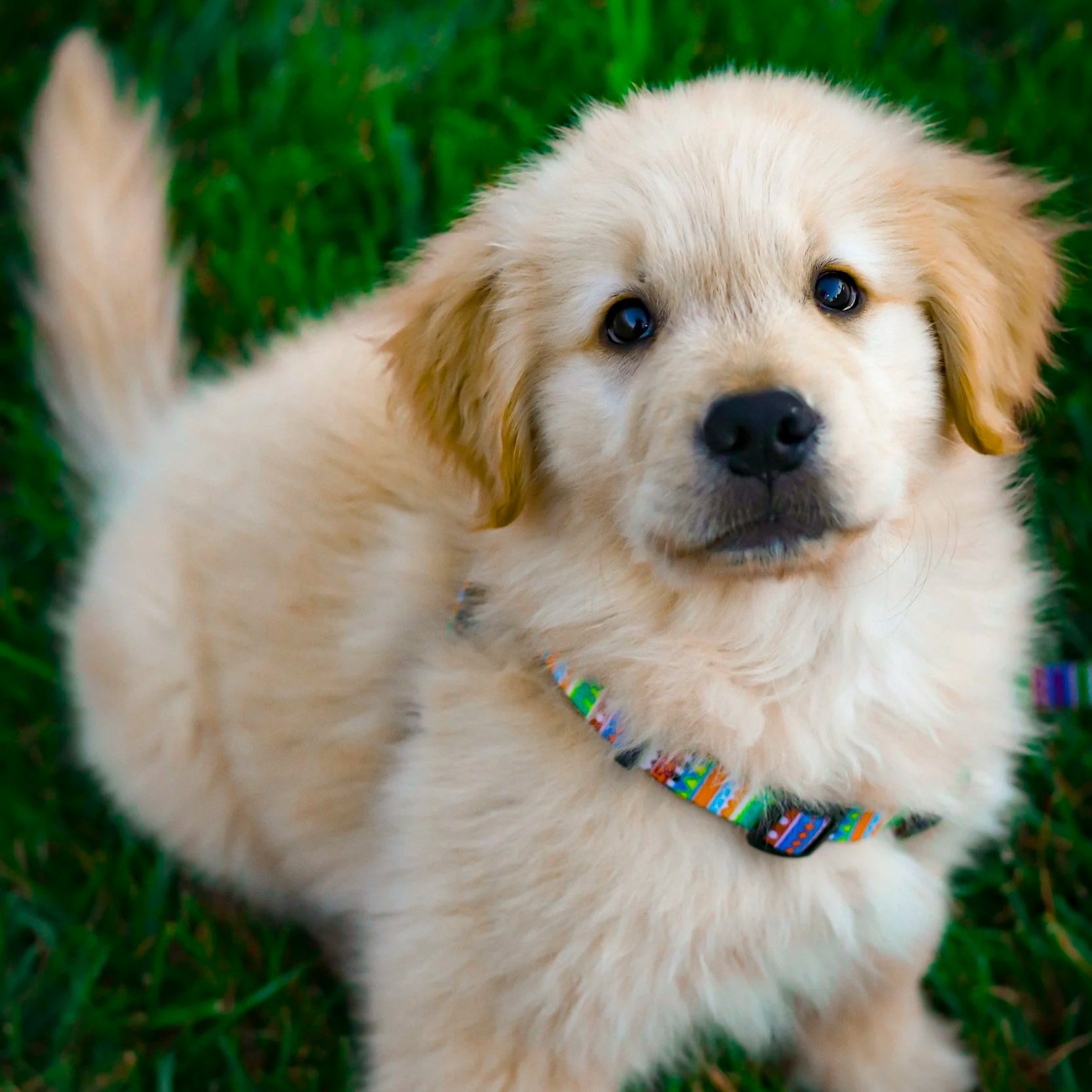 Golden retriever puppy during dog obedience training outdoors
