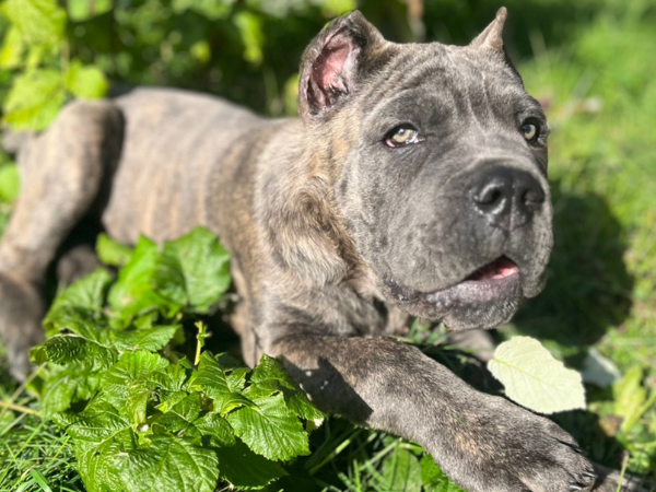 A gray brindle Cane Corso puppy is laying in the grass with his mouth slightly open, looking up at the person taking the photo