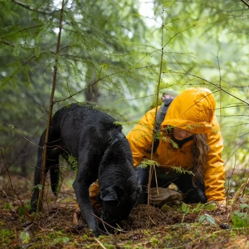 A person in a yellow rain jacket and hat, crouching in a green forest, working with a black dog during a research or search activity.