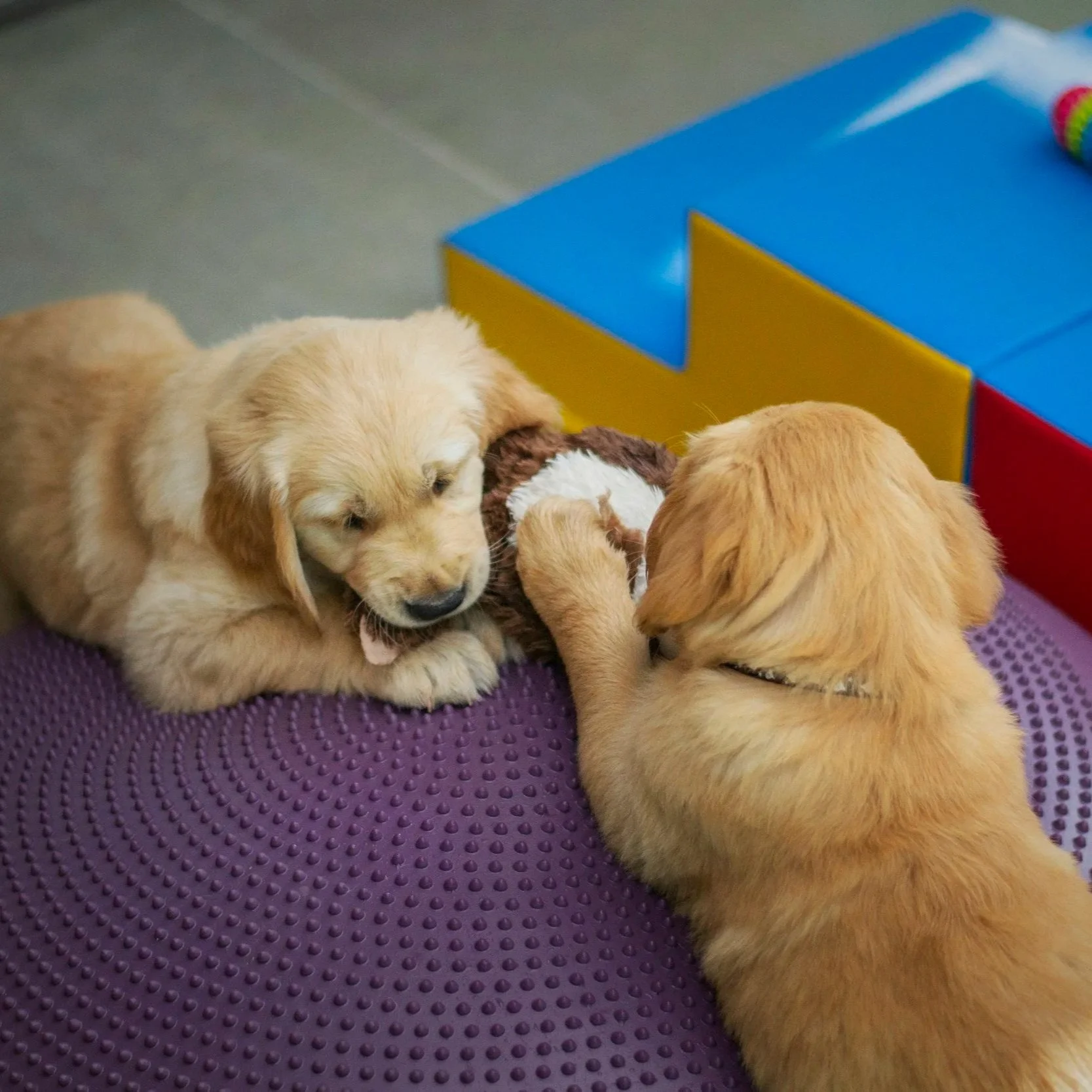 Two golden retriever puppies playing with a stuffed animal on a purple textured surface, with a colorful blue, yellow, and red box in the background.