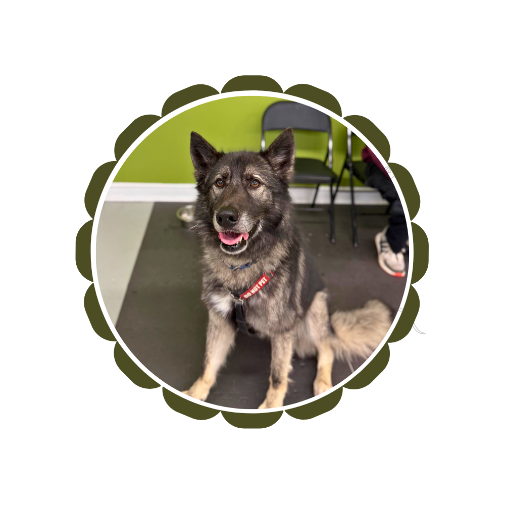 A gray German Shepherd is sitting down, looking up at the camera. He is smiling. He is wearing a harness with a "do not pet" patch on it. He is at Dog Flower for his reactivity private training.
