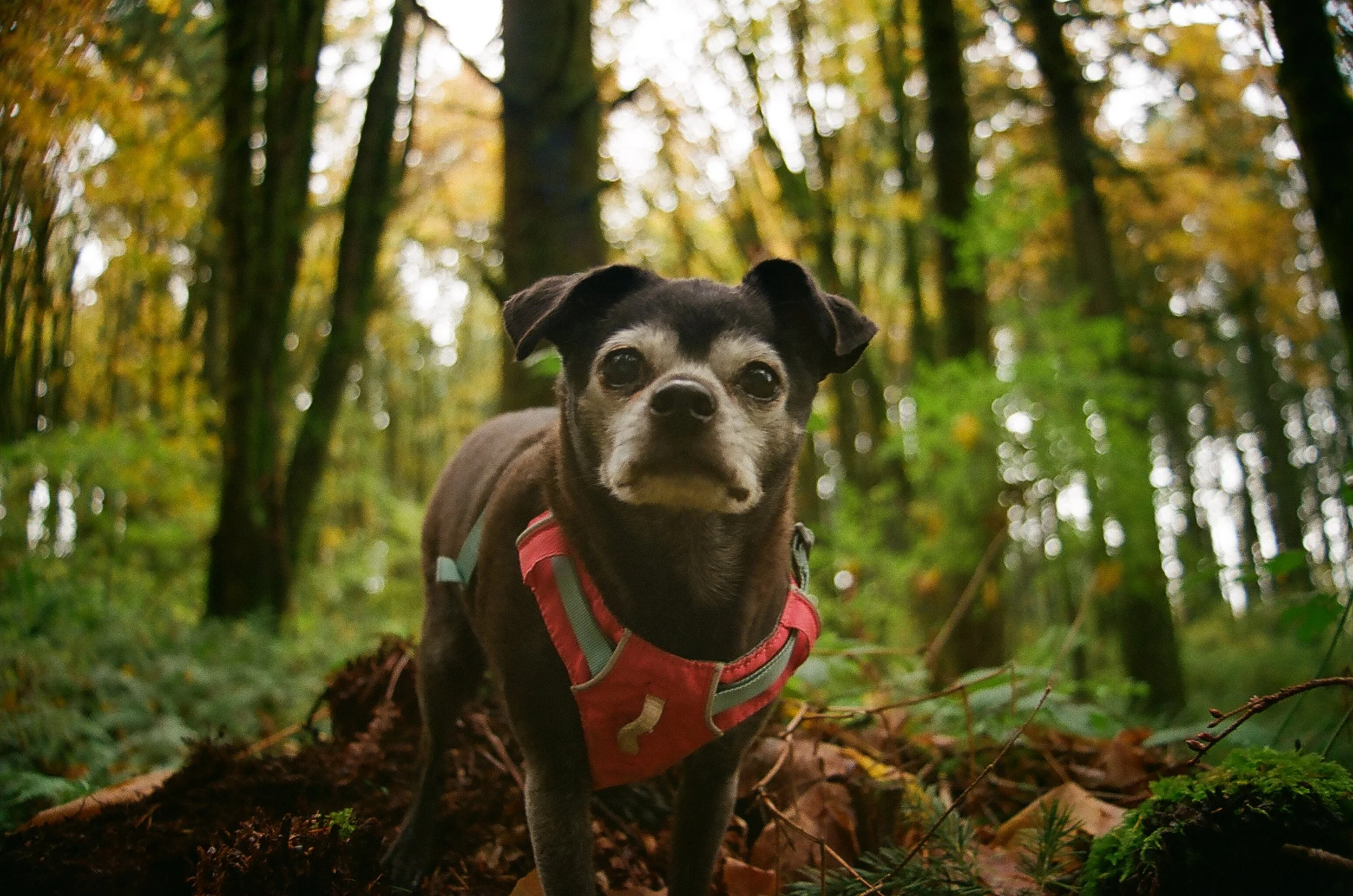 Molly, 13 years old, Pug & Chihuahua mix. My wallflower. Molly enjoys all the simple things that life offers--good food, a warm bed, affection, and bathing in the sun. She doesn't help with sessions but has shaped my love for working with fearful dog