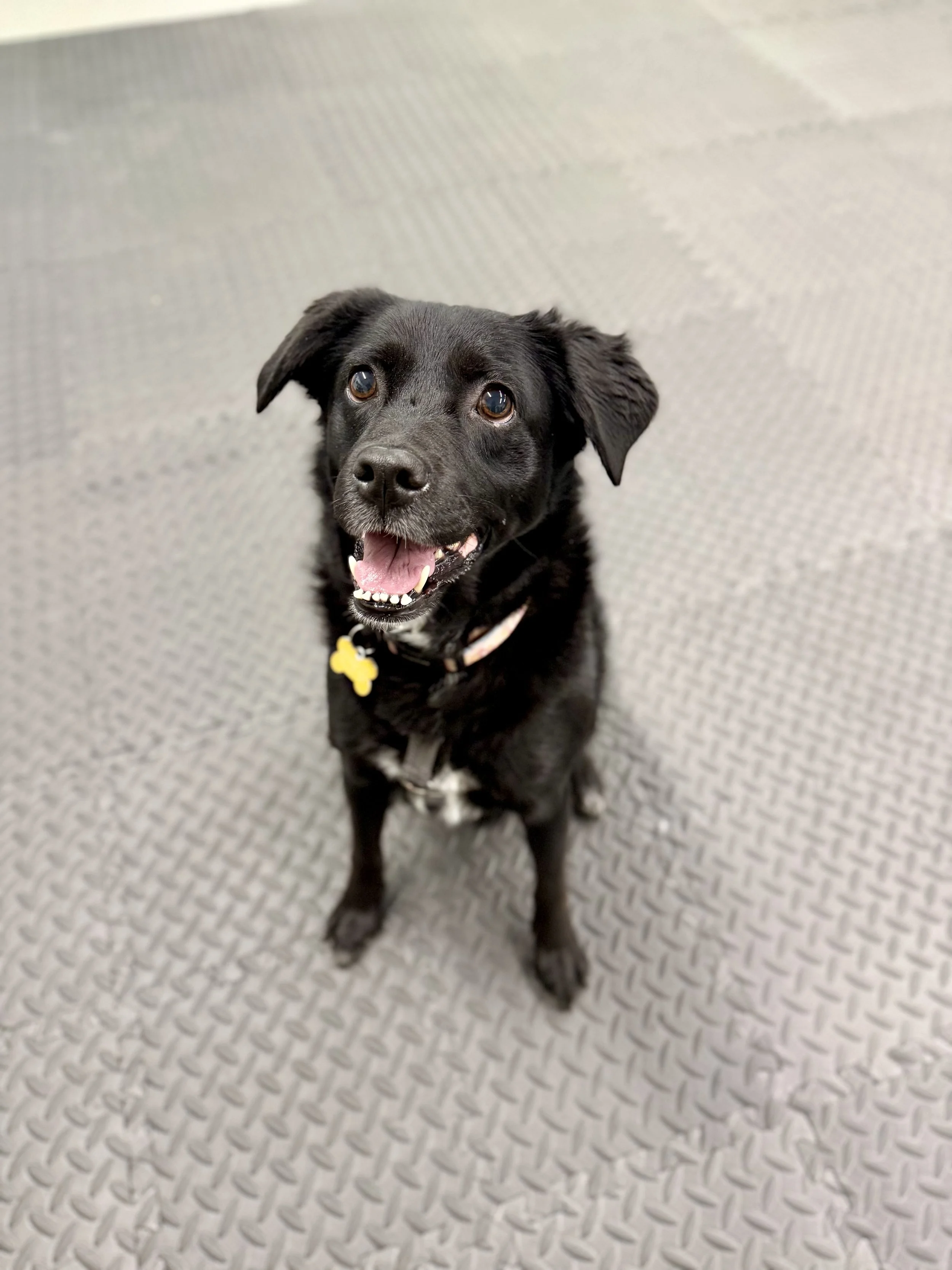 A happy black dog with brown eyes and a pink tongue, wearing a collar with a yellow tag, standing on a gray textured floor. She is attending her private dog training lessons at Dog Flower in outer SE Portland, Oregon.
