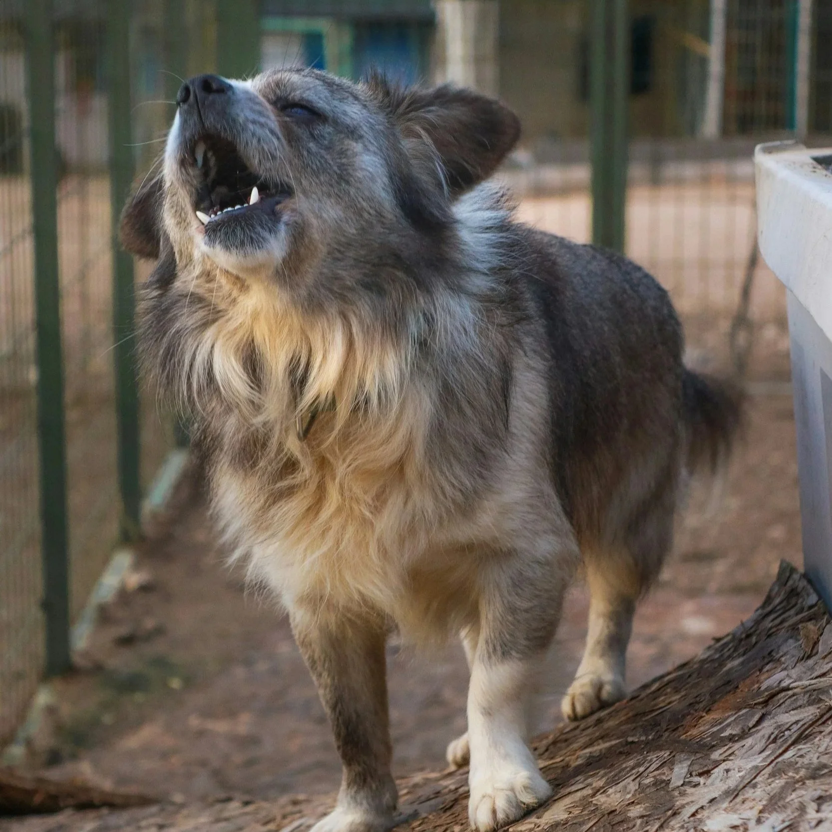 A dog with a gray and white coat, standing on a wooden log, appearing to be howling or barking with eyes closed.