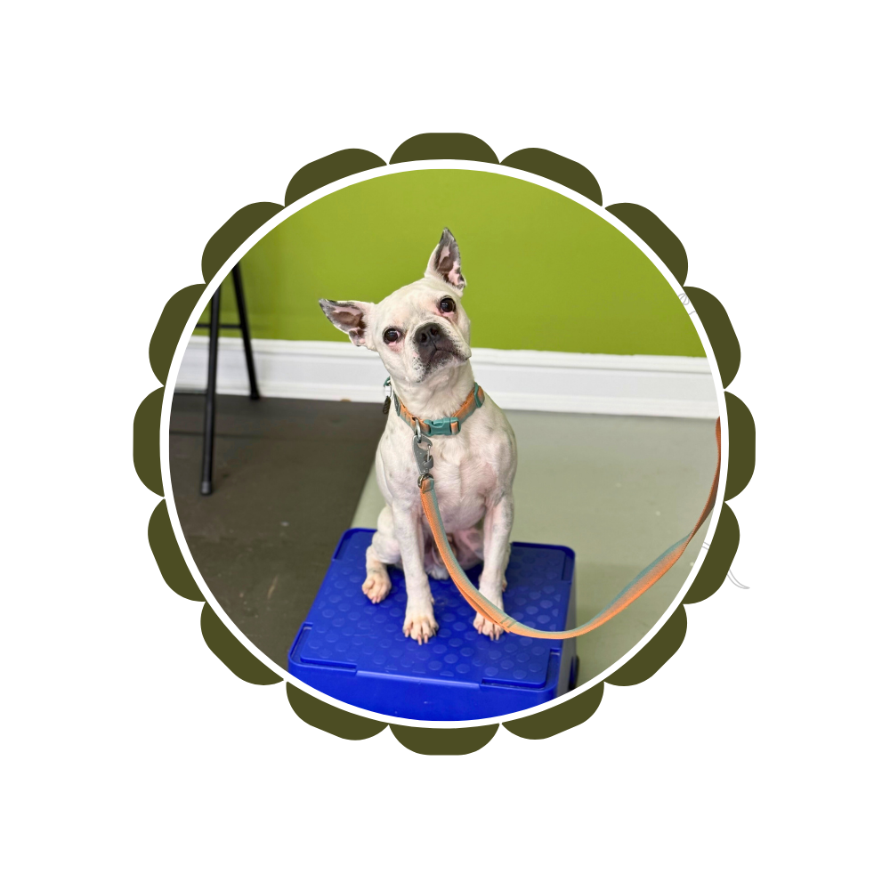 A white Boston Terrier is sitting on a blue platform. He is wearing a teal and orange collar, attached to a teal and orange leash. He is at his Tricks and Enrichment group class.