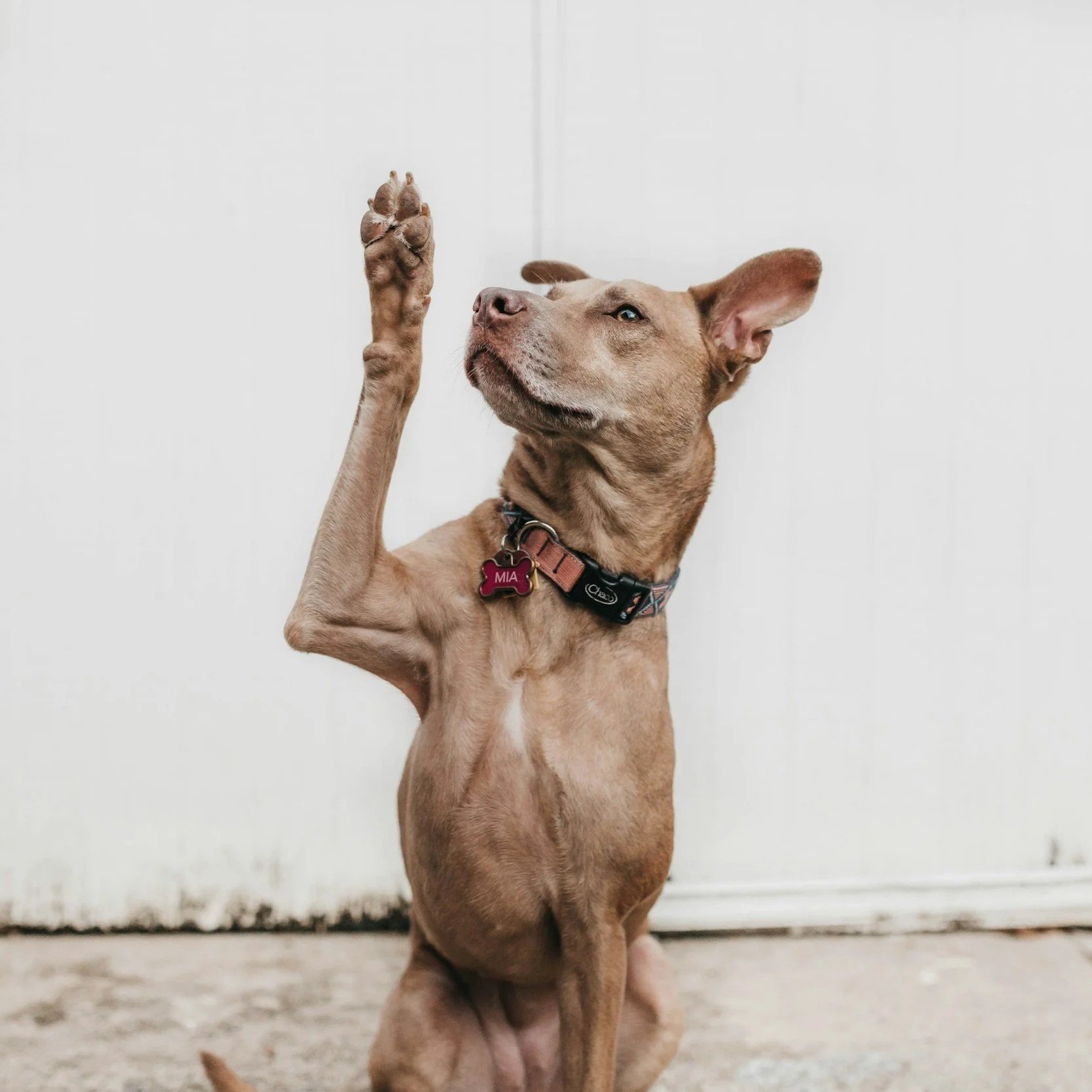 A brown dog sitting indoors with one paw raised and its head turned to the side against a white wall background.