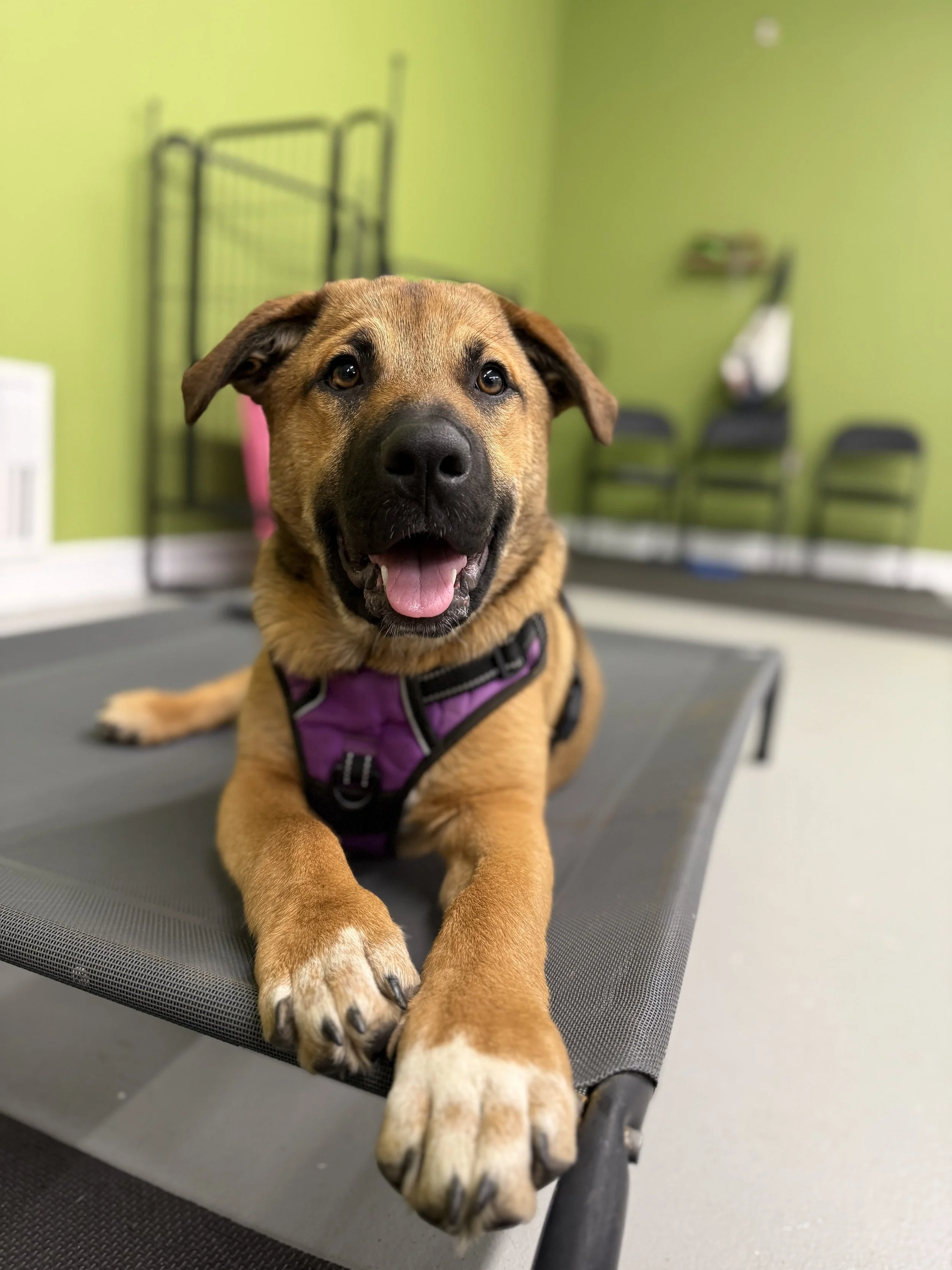 Adolescent brown German Shepherd puppy, settled on a gray raised cot, wearing a purple harness, while attending Basic Manners group dog training class at Dog Flower in Gresham, Oregon.