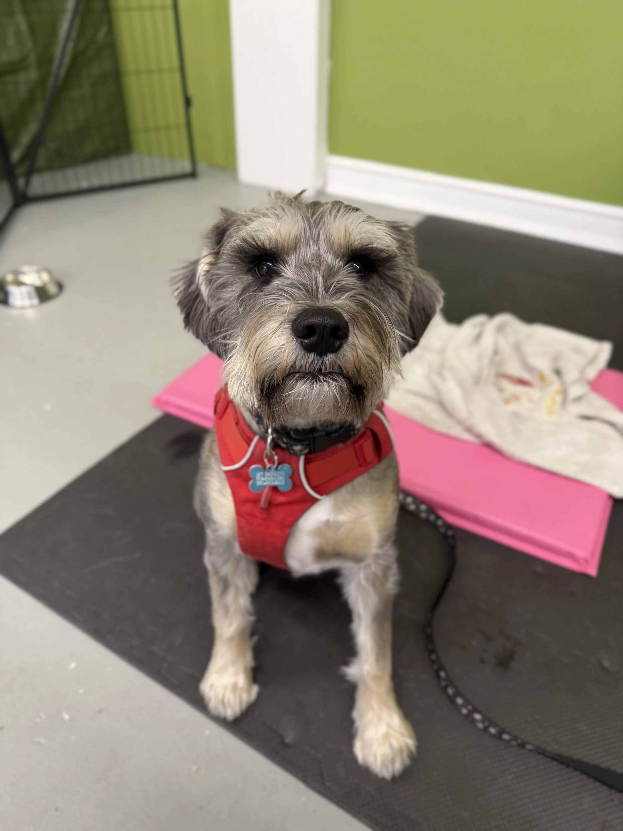 A cute scruffy dog with white and Gray fur, wearing a red harness, is sitting down, looking up at the camera. She is attending her Intermediate Manners group dog training class at Dog Flower in outer SE Portland, Oregon.