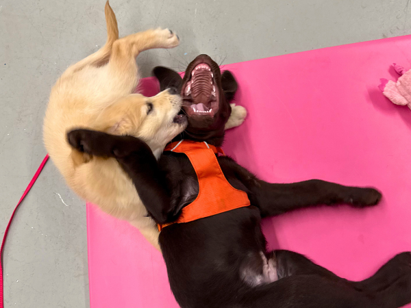 Puppy and adolescent social with supervised play and enrichment