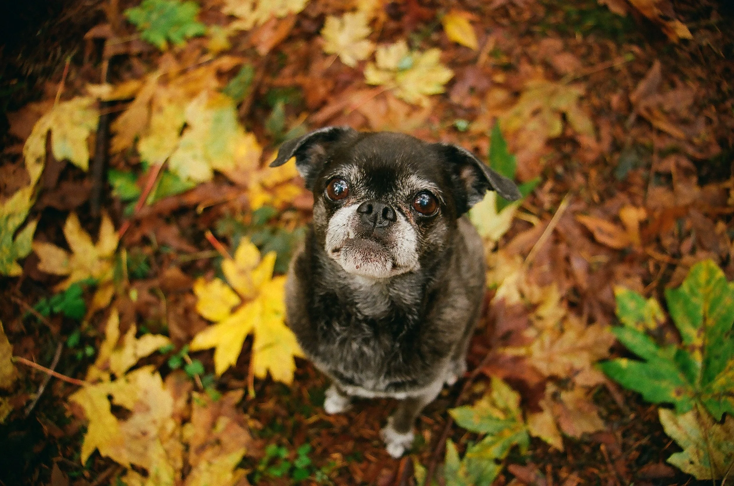 Katie, 14 years old, Pug & Chihuahua mix. My Karen Pryor Academy Dog Trainer Professional companion. Katie passed her training exam with flying colors-she's cute and smart. What isn't there to love? Like her other senior siblings, Katie enjoys the su