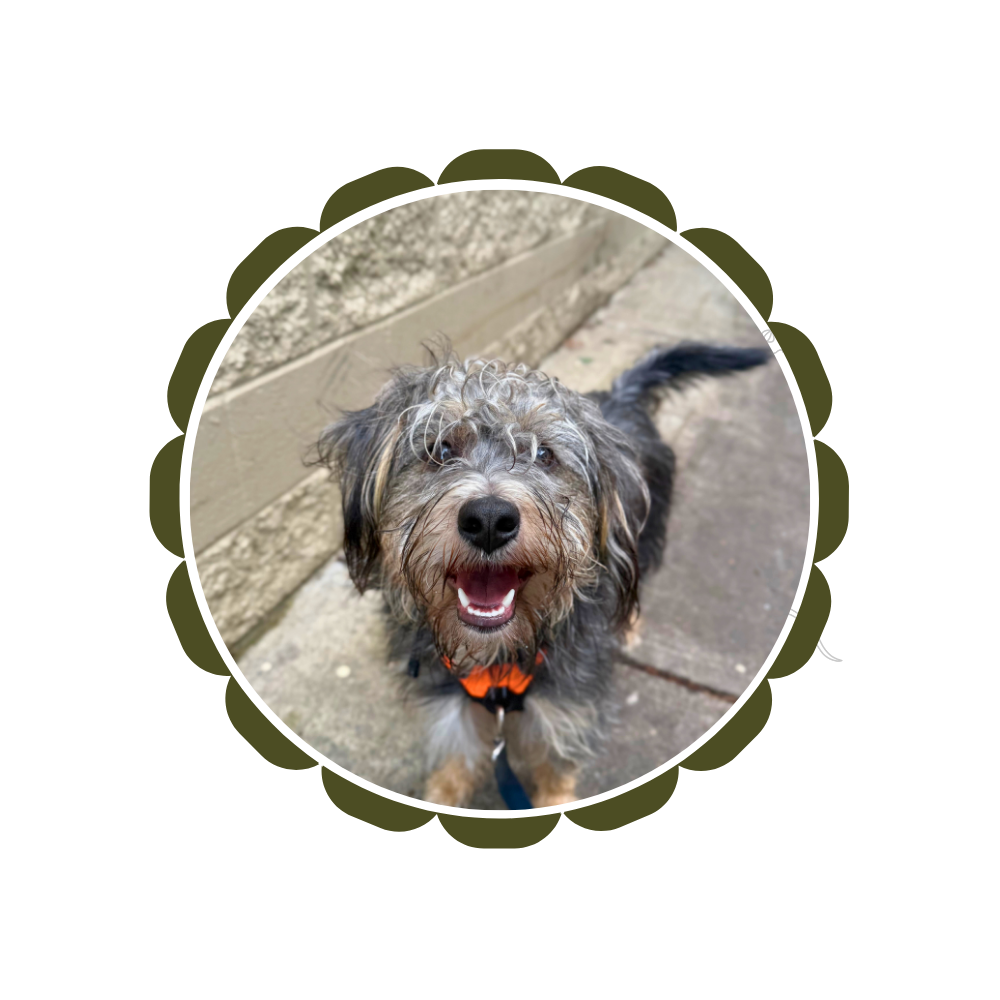 A scruffy tan and gray dog, wearing a neon orange harness, is smiling at the camera. He is standing on a sidewalk. He is attending his Basic Manners private training.