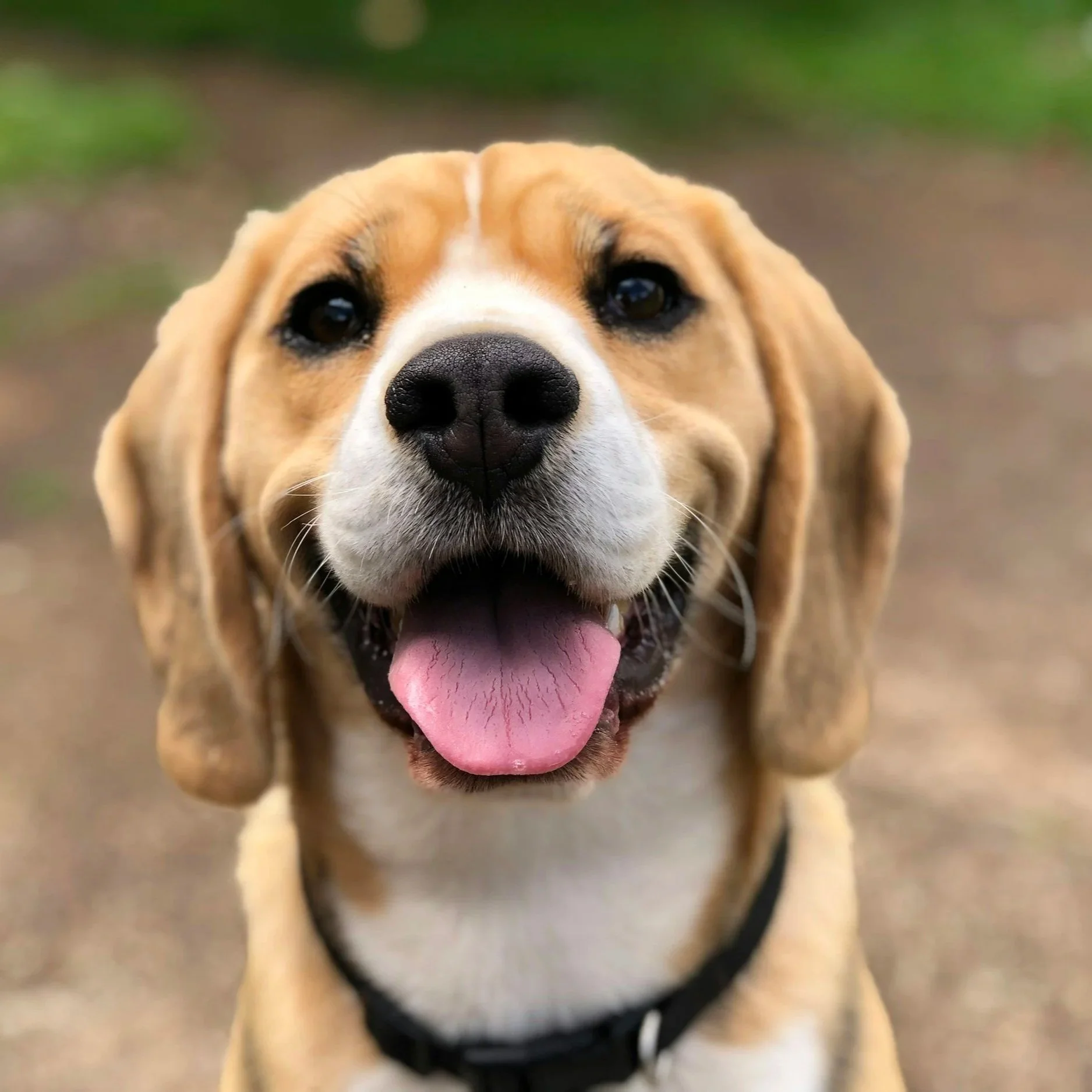 Close-up of a smiling Beagle dog with its tongue out, outdoors on a dirt path with greenery in the background.