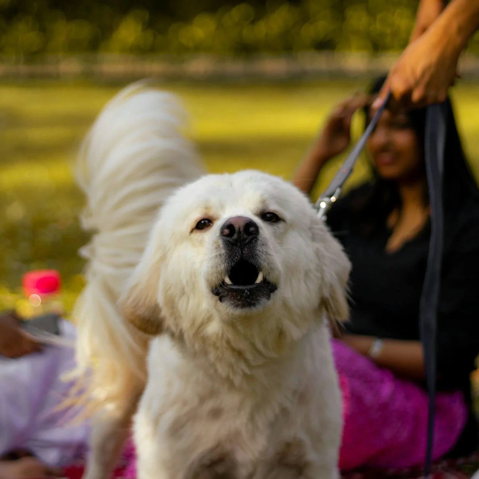 A happy, white, fluffy dog standing outdoors near a woman holding an umbrella, with a lake and trees in the background.