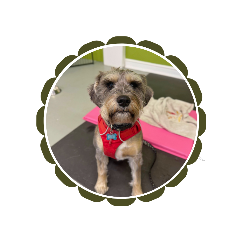 A medium sized gray and tan Schnauzer type dog is sitting on a black floor mat. Her mouth is closed. She is wearing a red harness, a collar, and a leash that is attached to the harness. She is at her Adolescent Manners group dog training class.