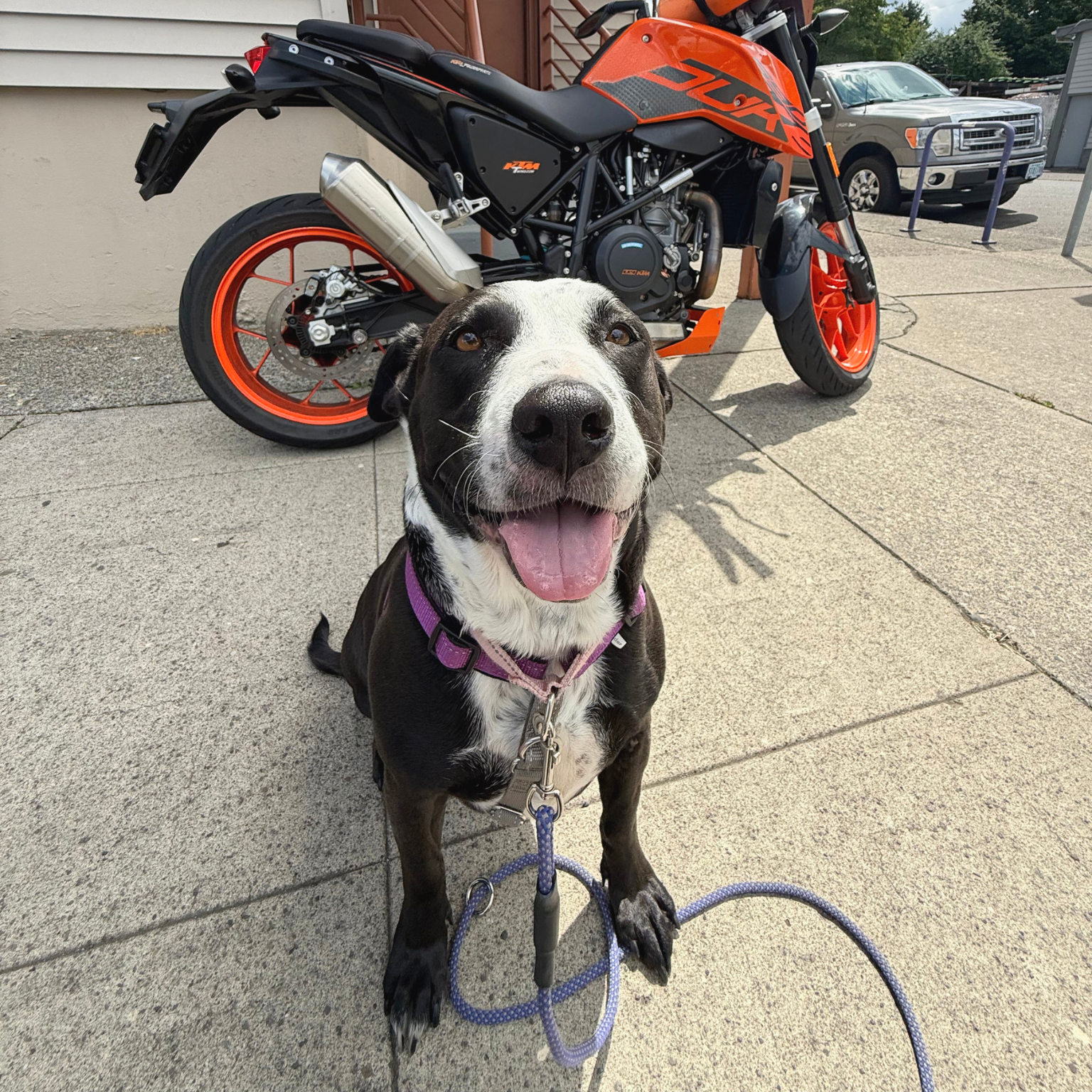 A happy black and white dog with a purple collar and leash sitting on concrete pavement, smiling with tongue out, in front of a bright orange and black KTM motorcycle and a beige pickup truck.