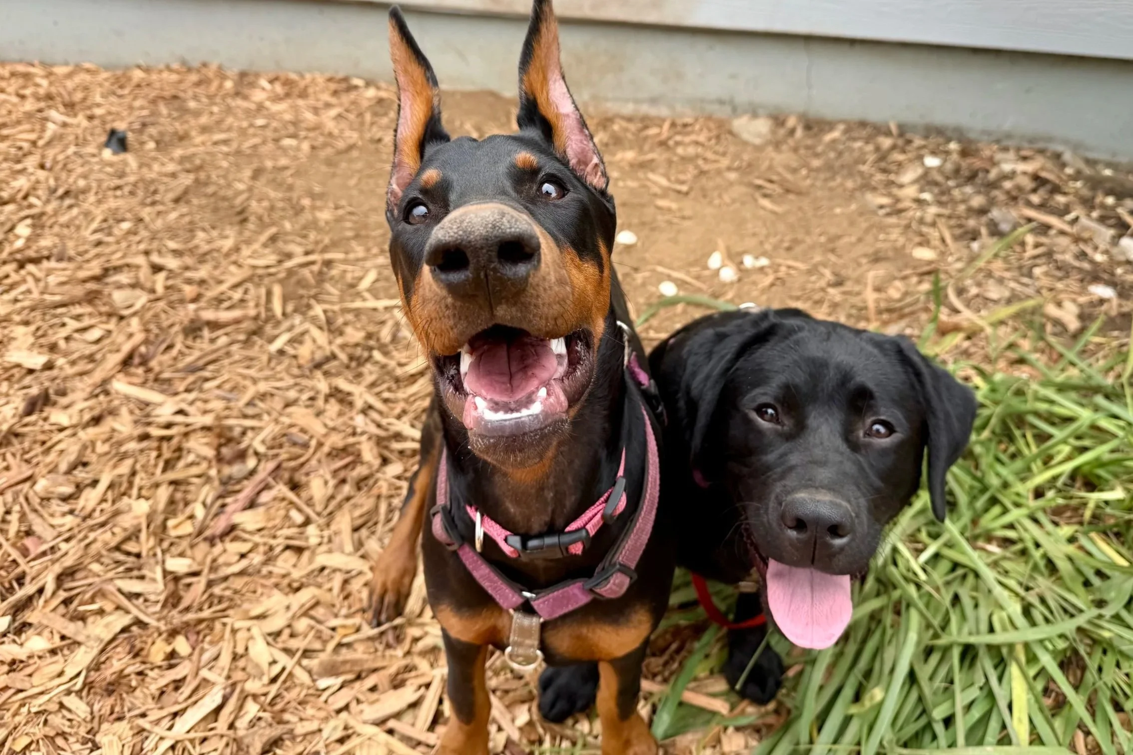 Two dogs, a Doberman and a black Labrador, standing outdoors on wood chips near some green plants. The Doberman is in the foreground, smiling with its mouth open and tongue slightly out, looking directly at the camera. The Labrador is to the side, also facing the camera with a neutral expression.